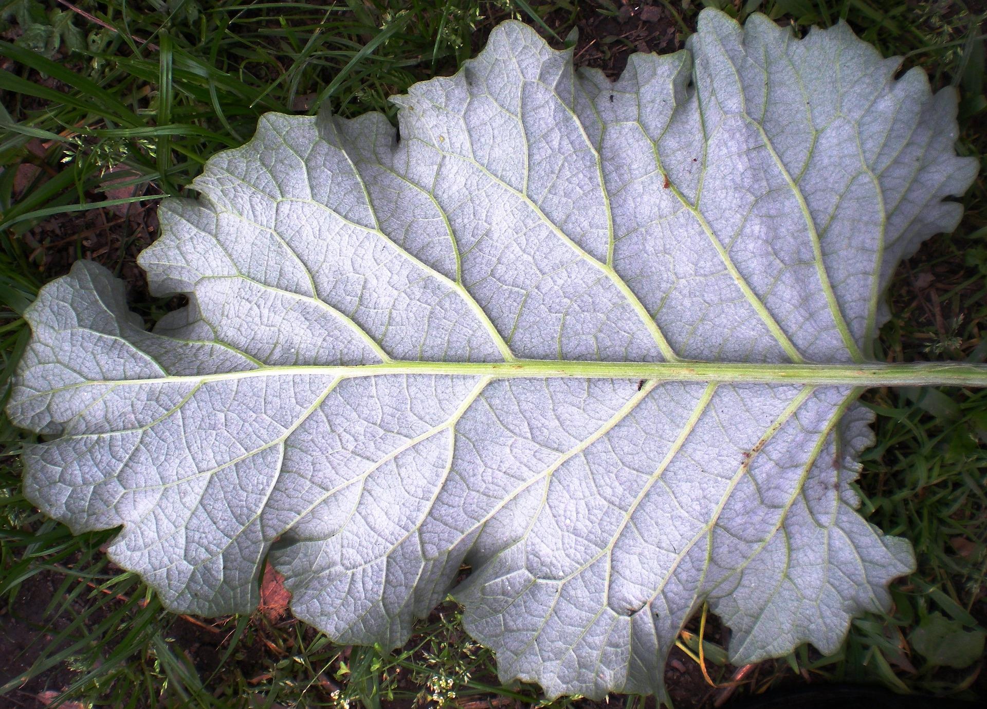Lo fractal es una progresión presente en diferentes seres vegetales.