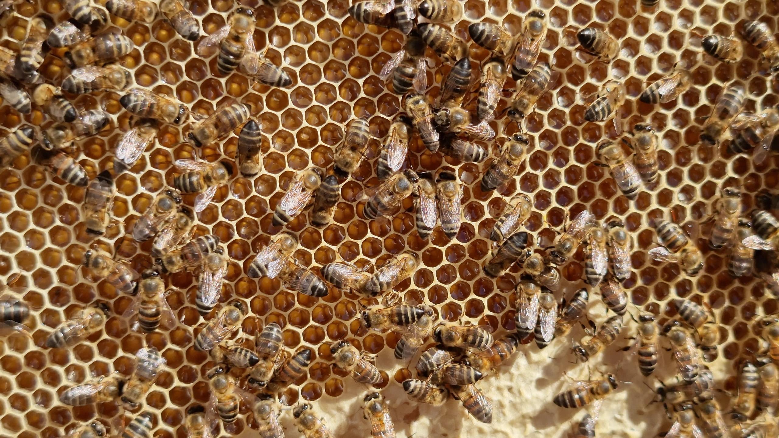 Una forma hexagonal se repite de manera constante en un panal de abeja.