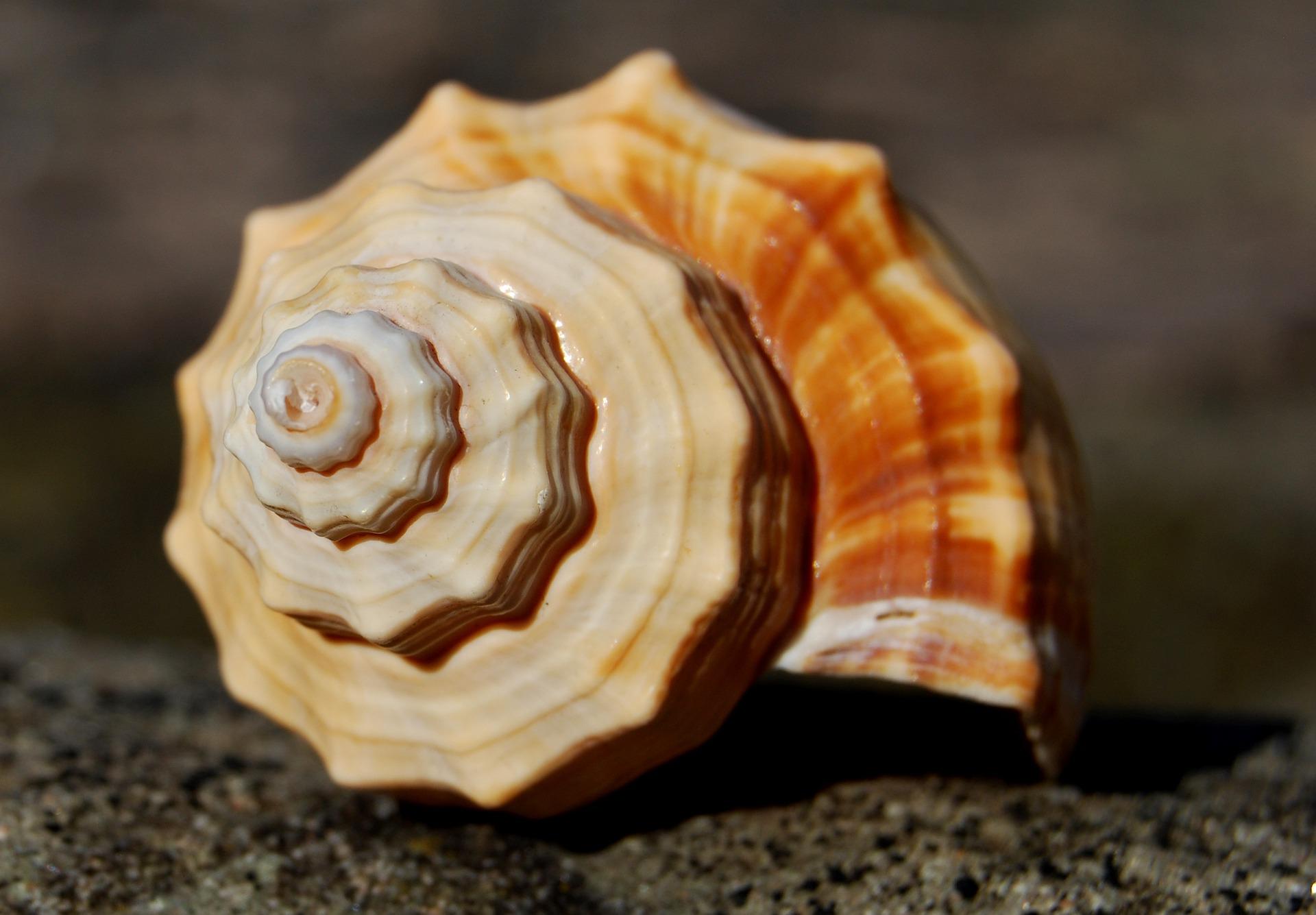 En una concha de caracola podemos apreciar la progresión asociada a los número de la serie de Fibonacci.