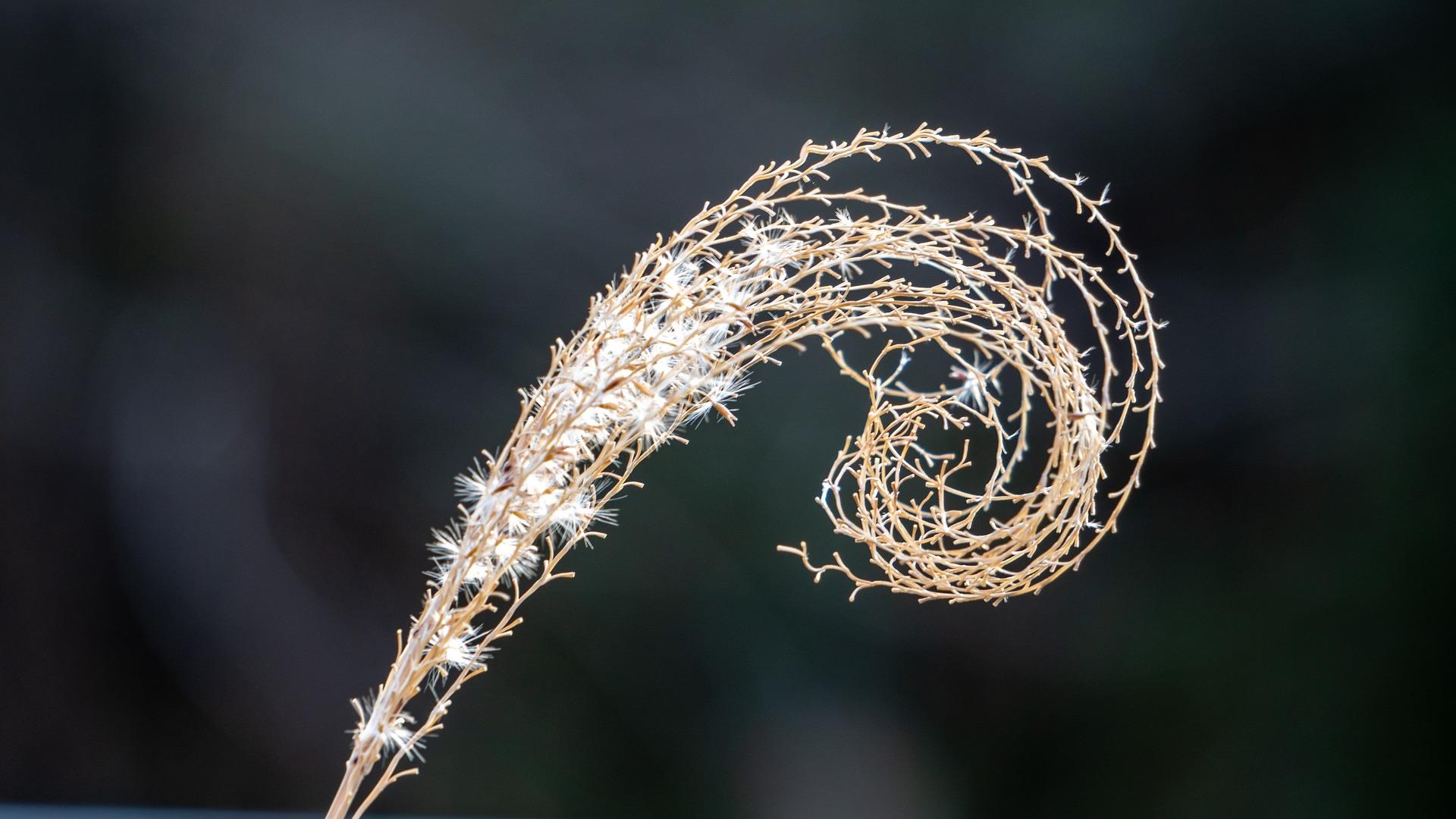 La espiral de Fibonacci estaba antes que la matemática en la naturaleza.