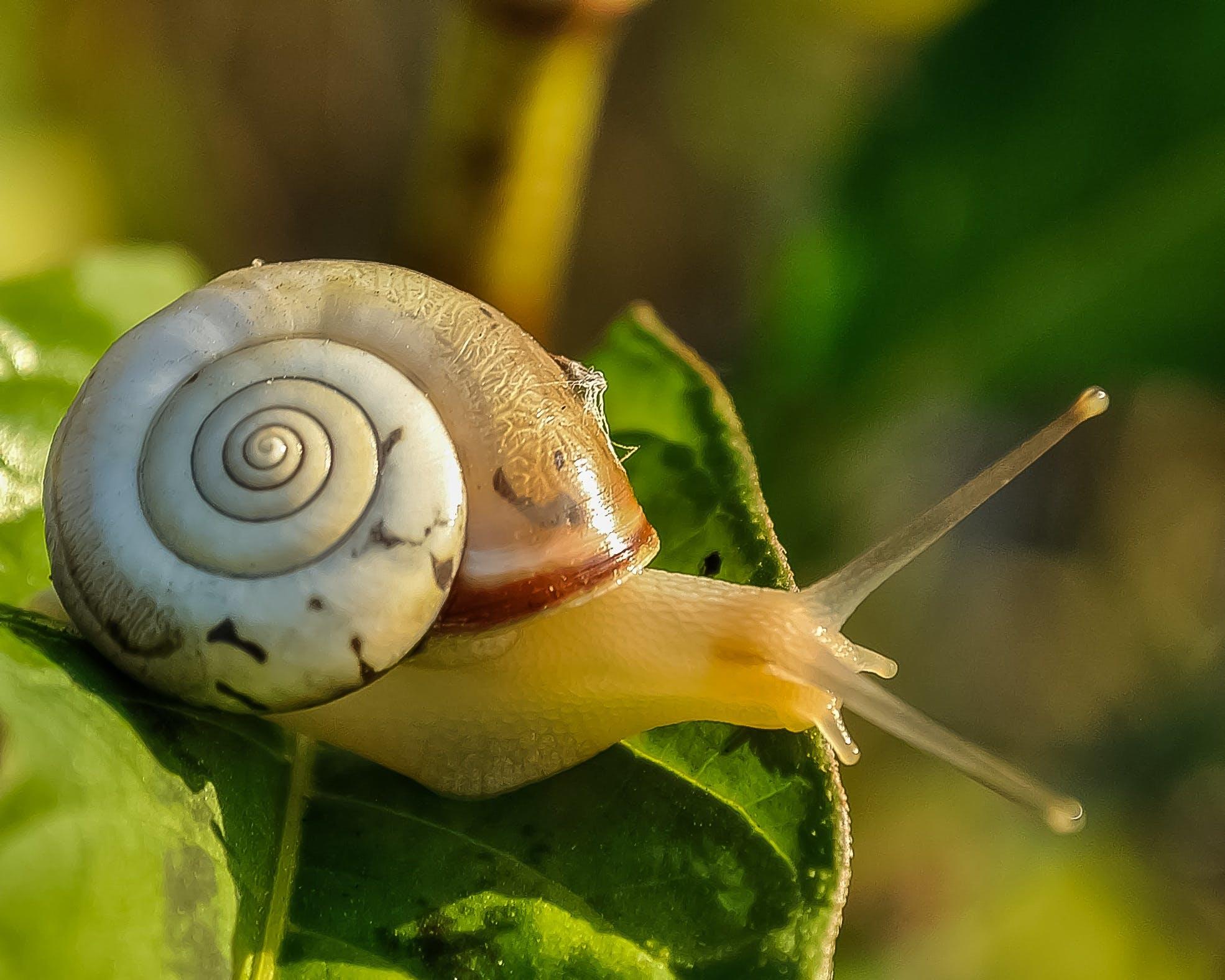 Un caracol tiene un concha donde se puede ver la estructura de la espiral de Fibonacci.