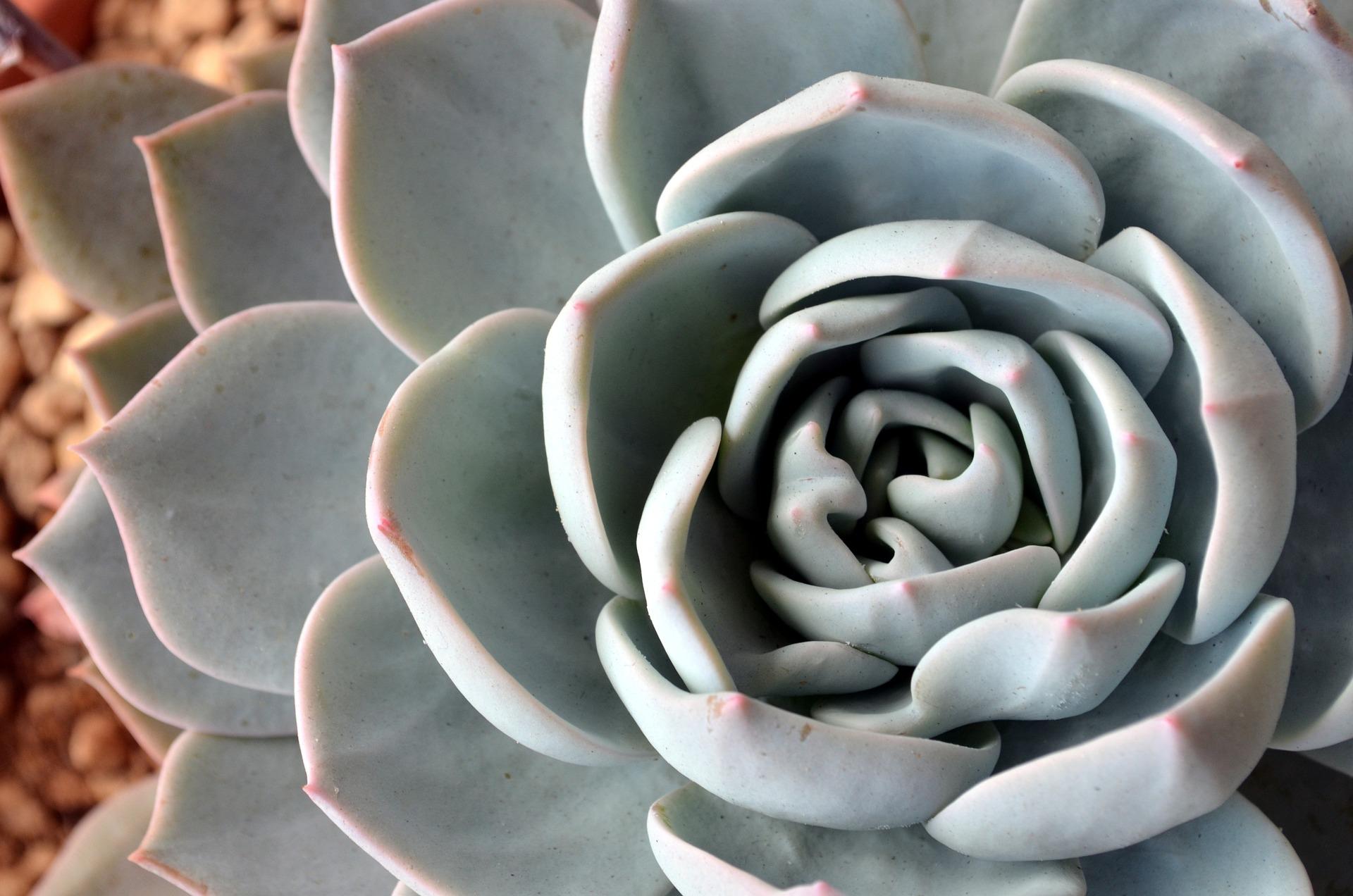 La serie de Fibonacci se expresa en la naturaleza y conversa directamente con el número aureo.