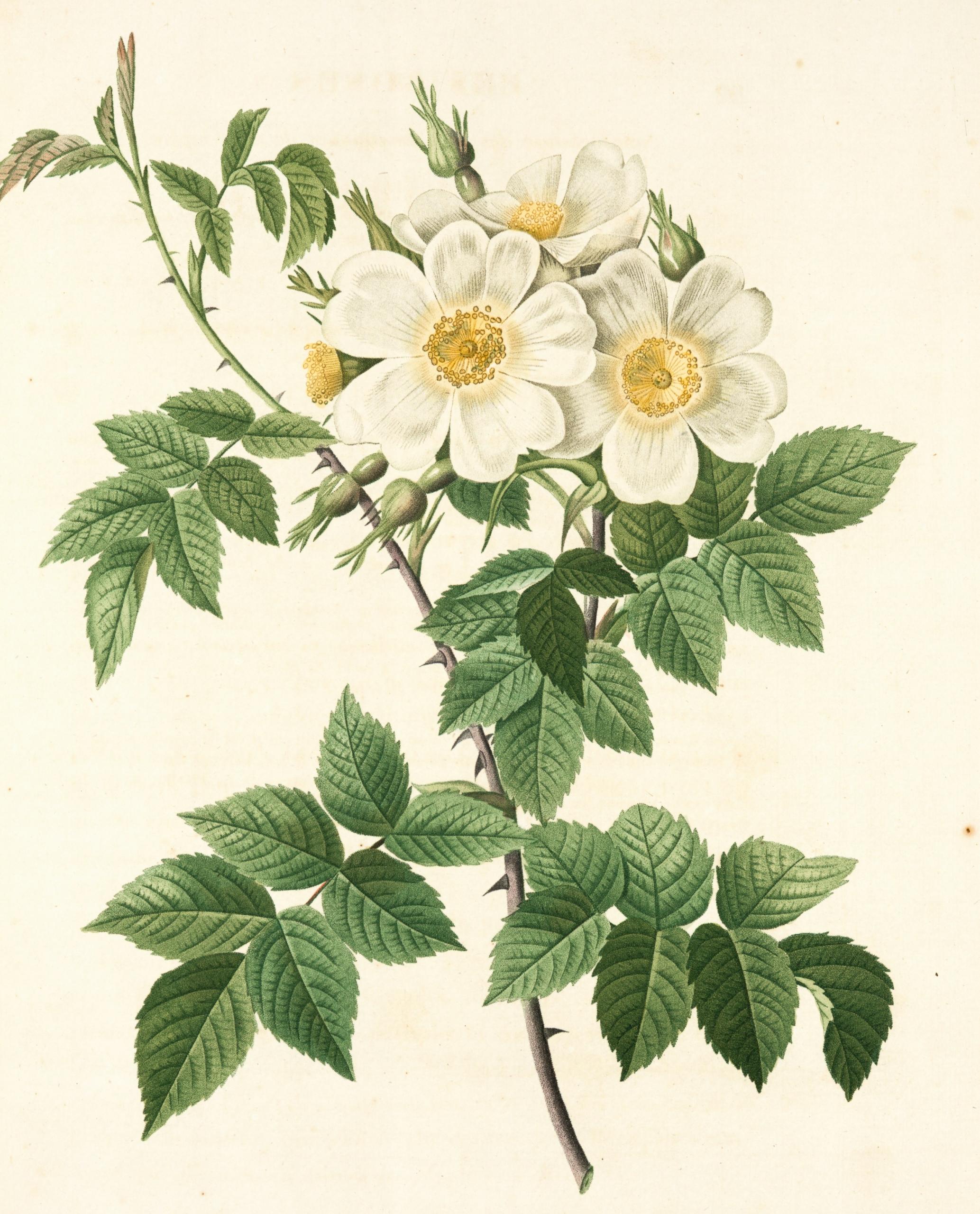 Ilustración de flores blancas.