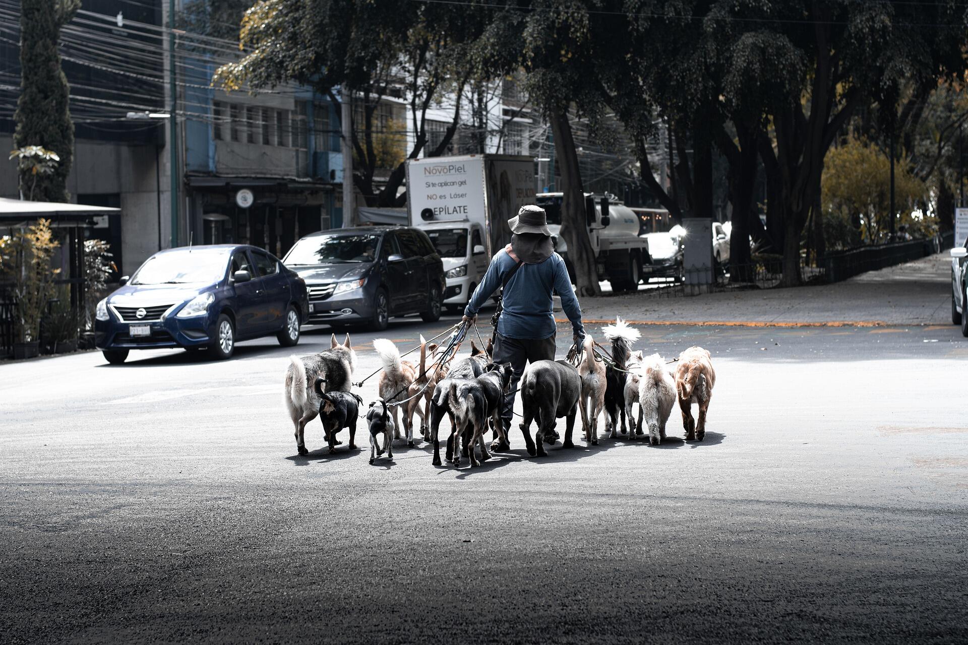 Pasear perros es una actividad laboral que cada día crece más en Chile.