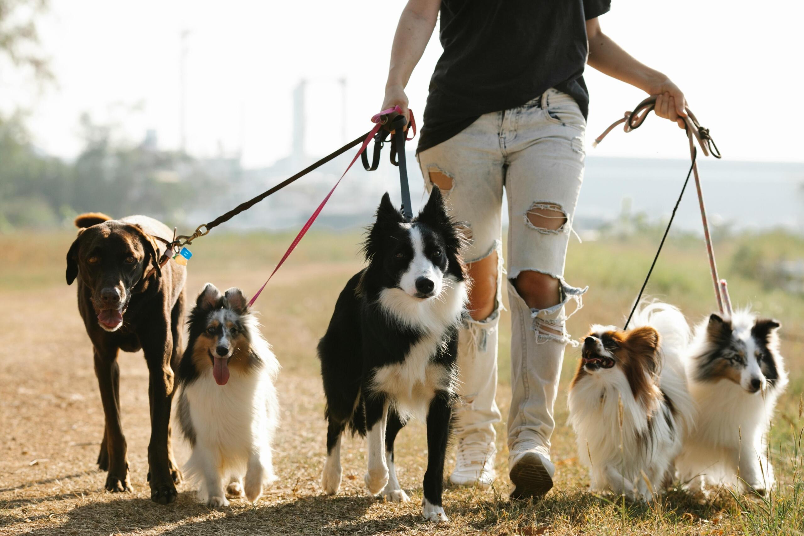 Trabajar paseando perros es una alternativa laboral que crece y crecen en la sociedad chilena.