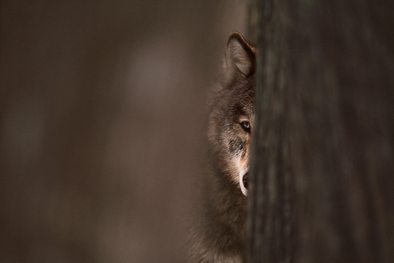 Encontrar inspiración en otros fotógrafos