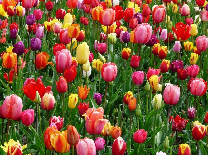 Dibujos de flores a lapiz