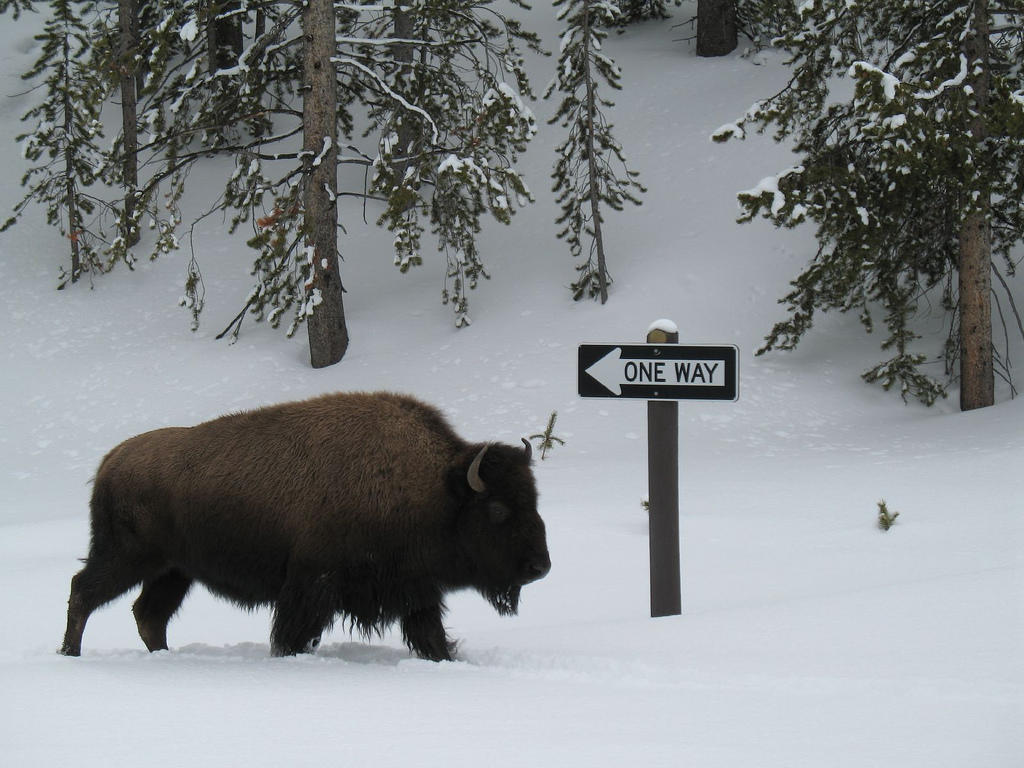 Bisonte caminando entre la nieve.
