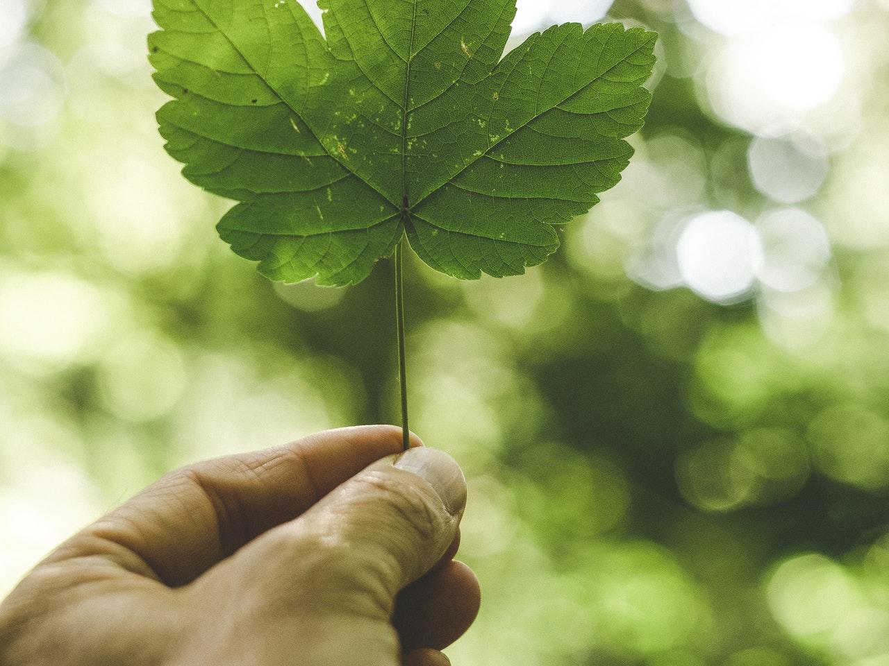 etapa inicial estímulo