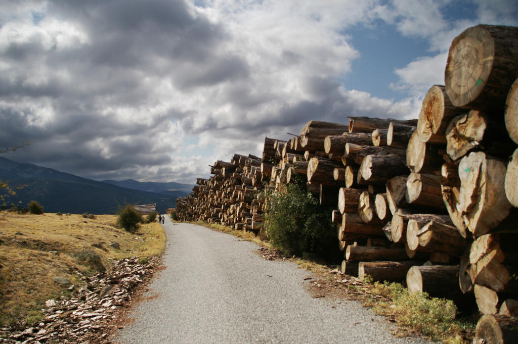Camino rodeando aserradero