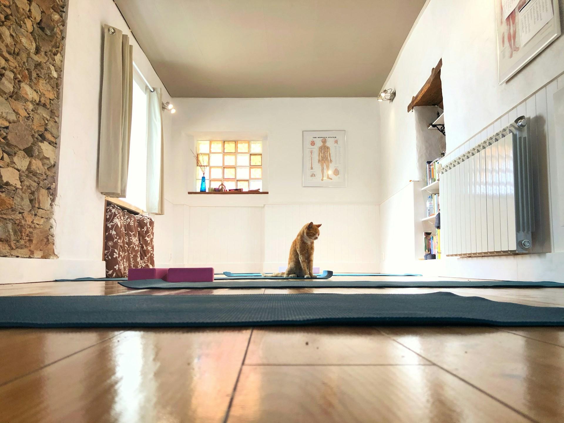 Salón de yoga con esterillas extendidas y un gato en el centro