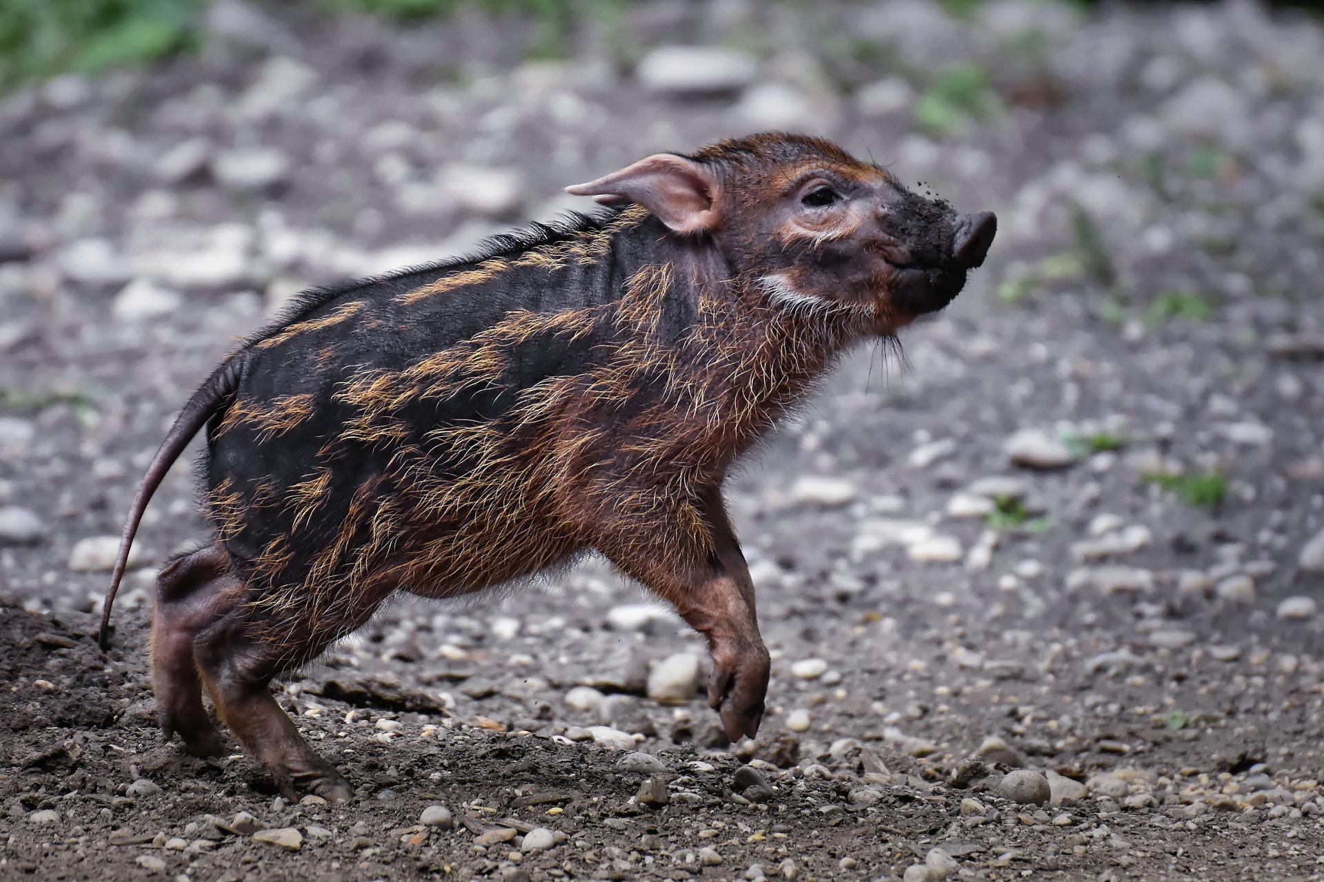 Pinceles pelos naturales