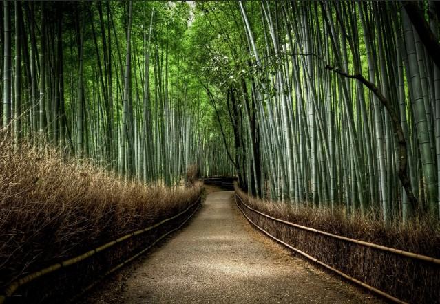 <em> Bosque de Bambú, Fotografía de la National Geografic </em>