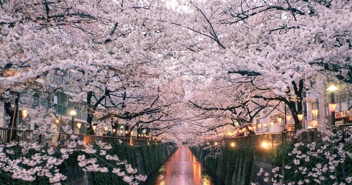 Los cerezos del Japón