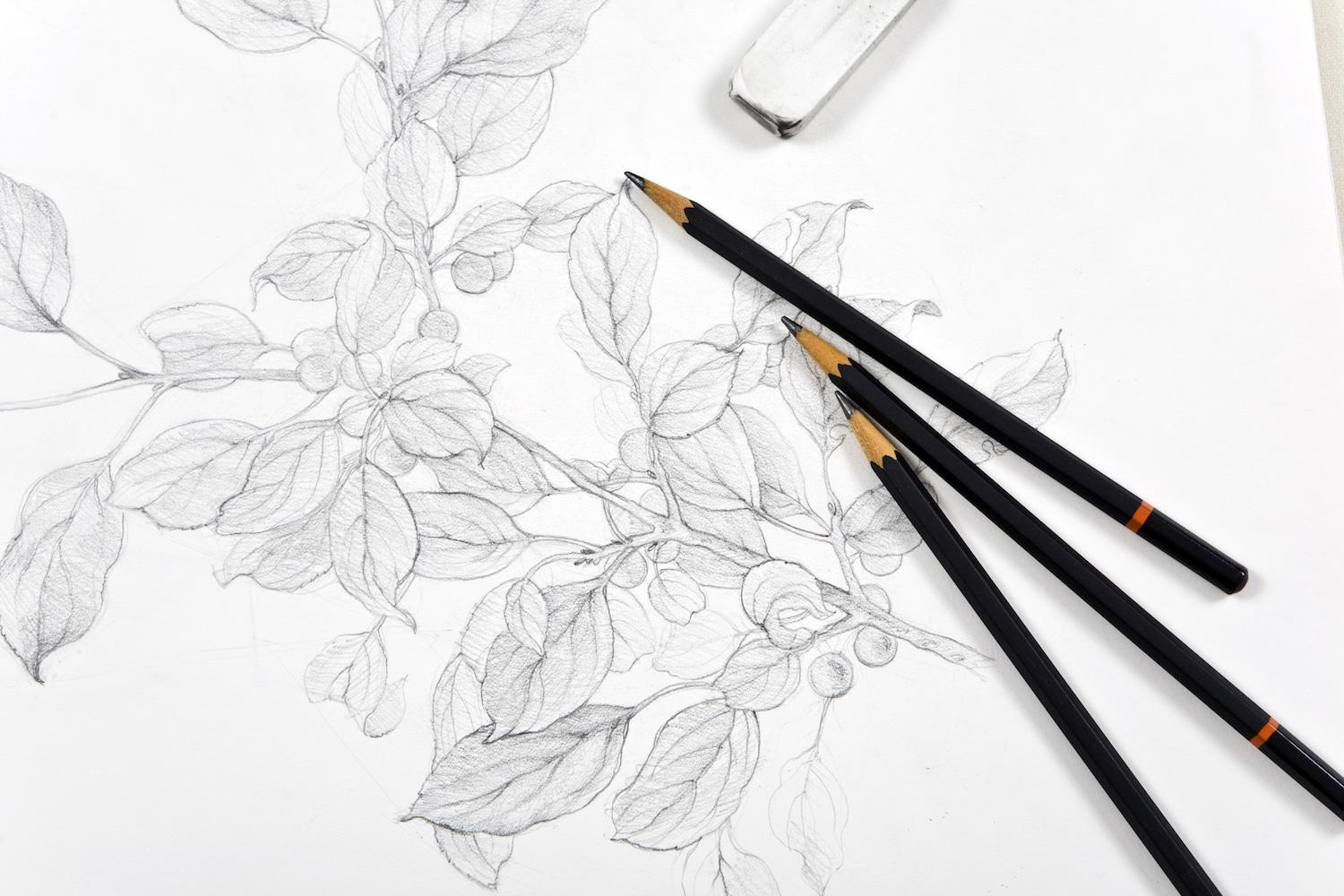 Sketch of a leafy branch in a sketchbook with three pencils