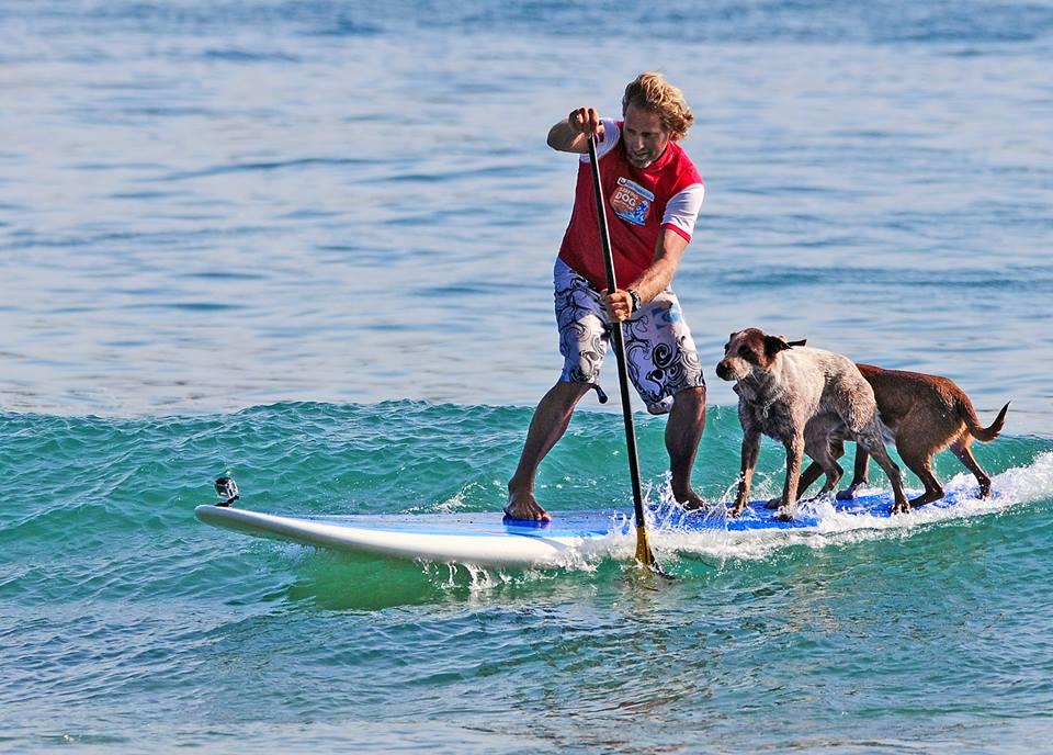 Surf para perros