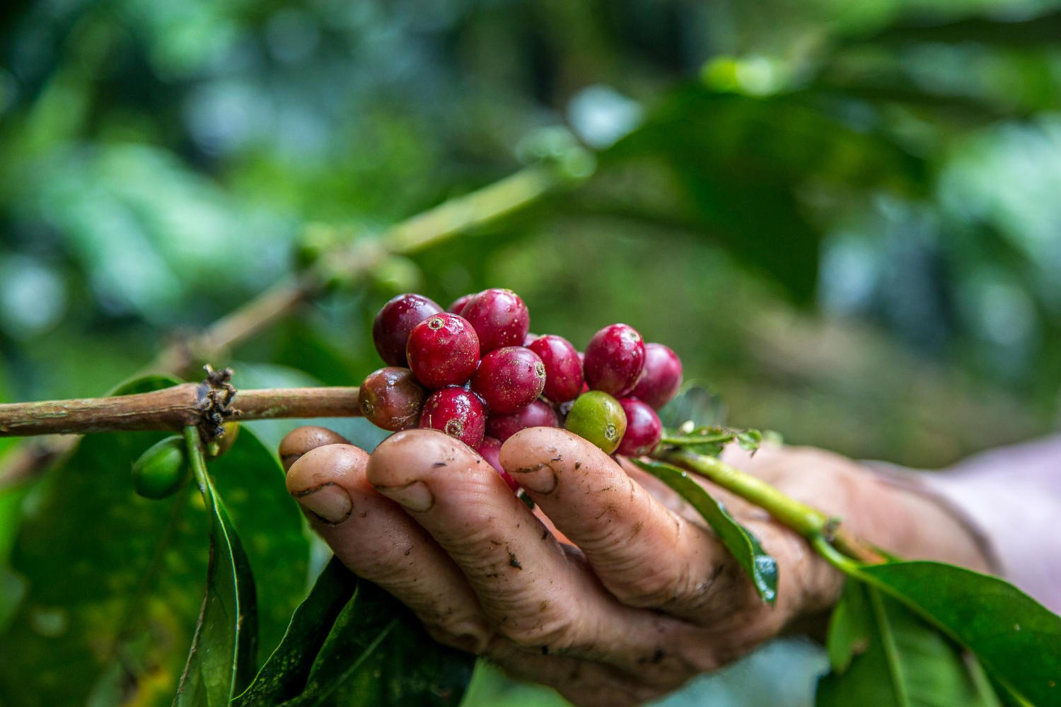 primer plano de mano masculina recogiendo granos de cafe rojo
