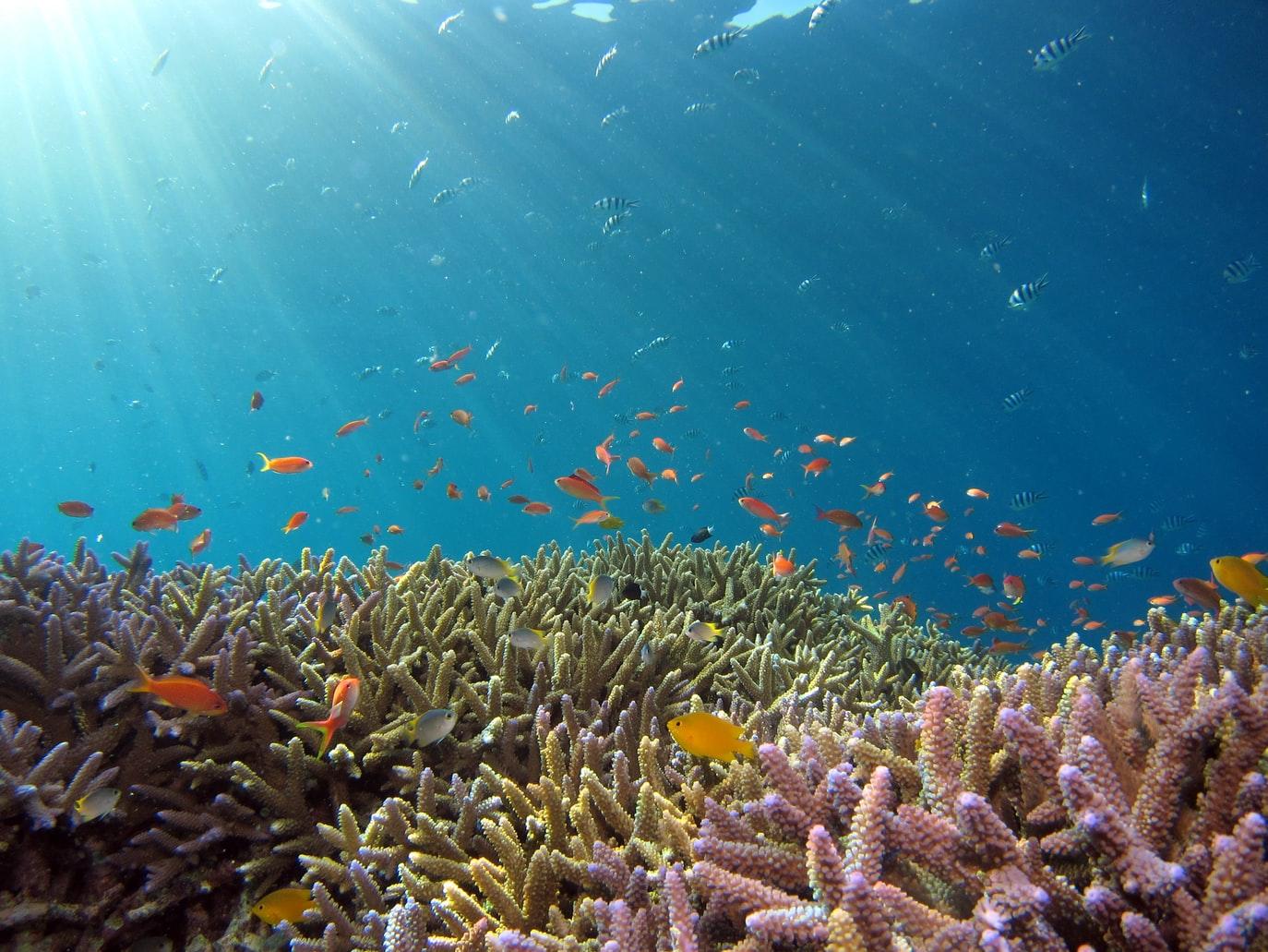 Peces naranja y cebra nadando en arrecife de coral