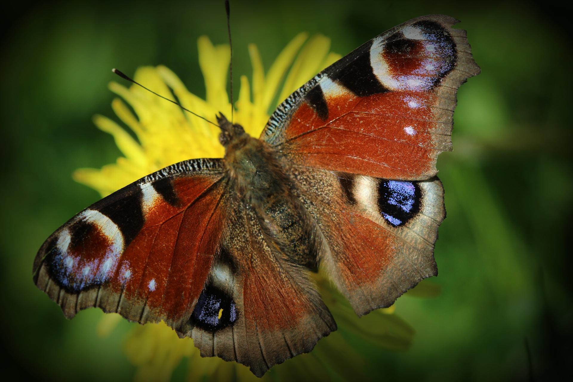 Mariposa naranja con negro parada sobre una hoja.