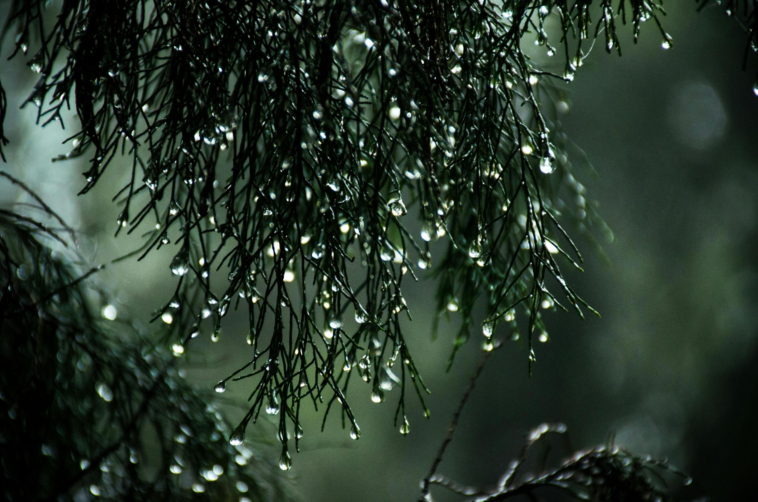 Imagen de una planta llena de gotas de lluvia