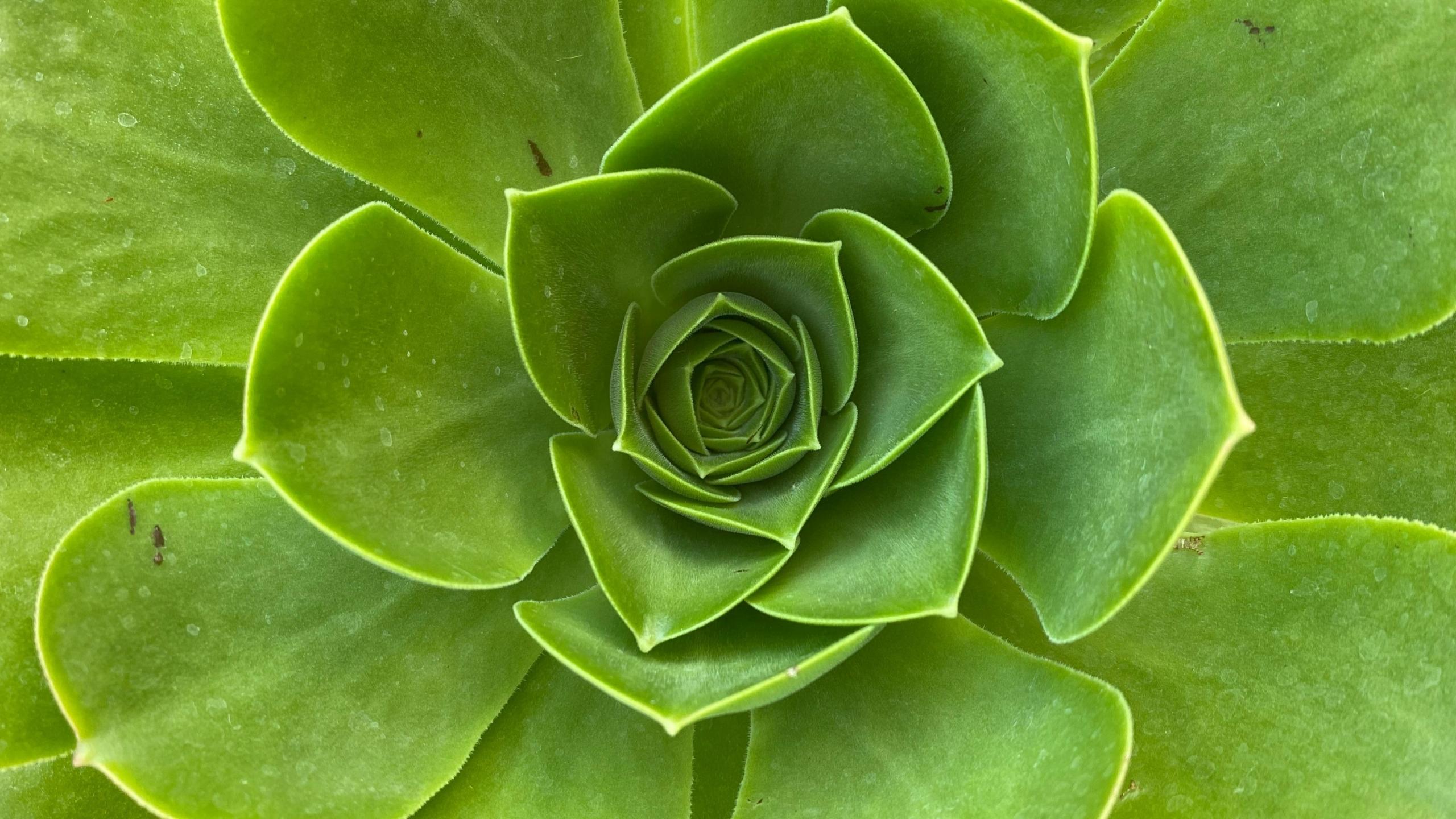 Imagen macro del detalle de una planta suculenta