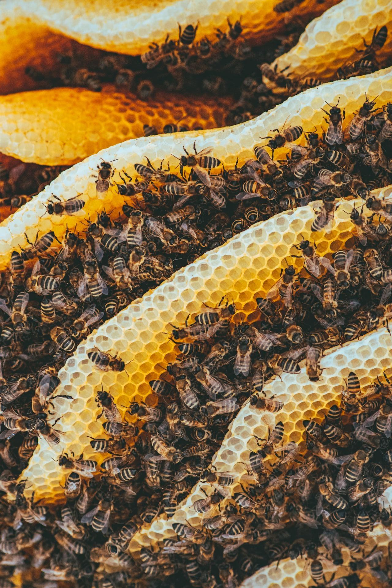 Imagen de abejas en un panal