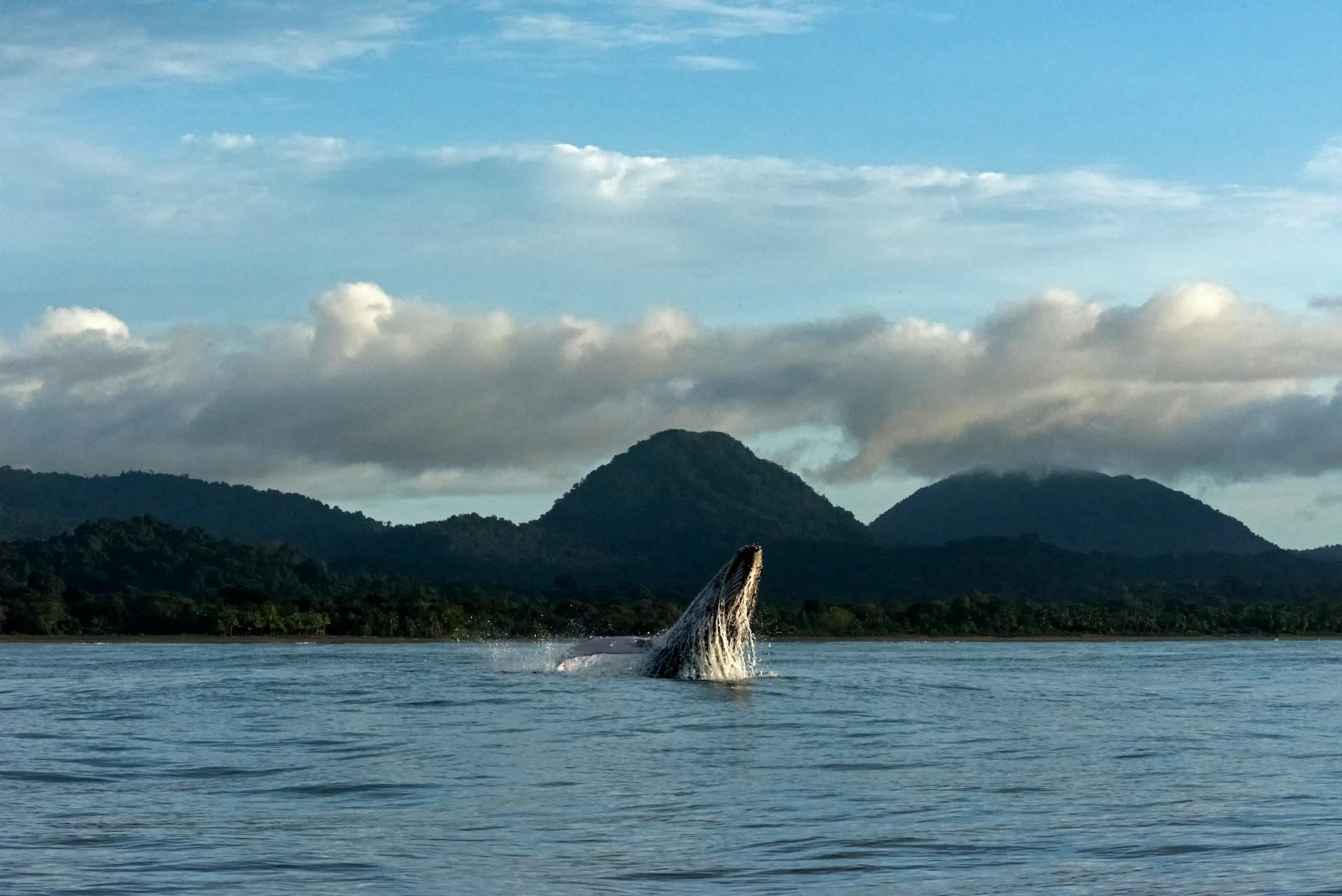 Avistamiento de ballenas en Nuquí, Chocó, Colombia