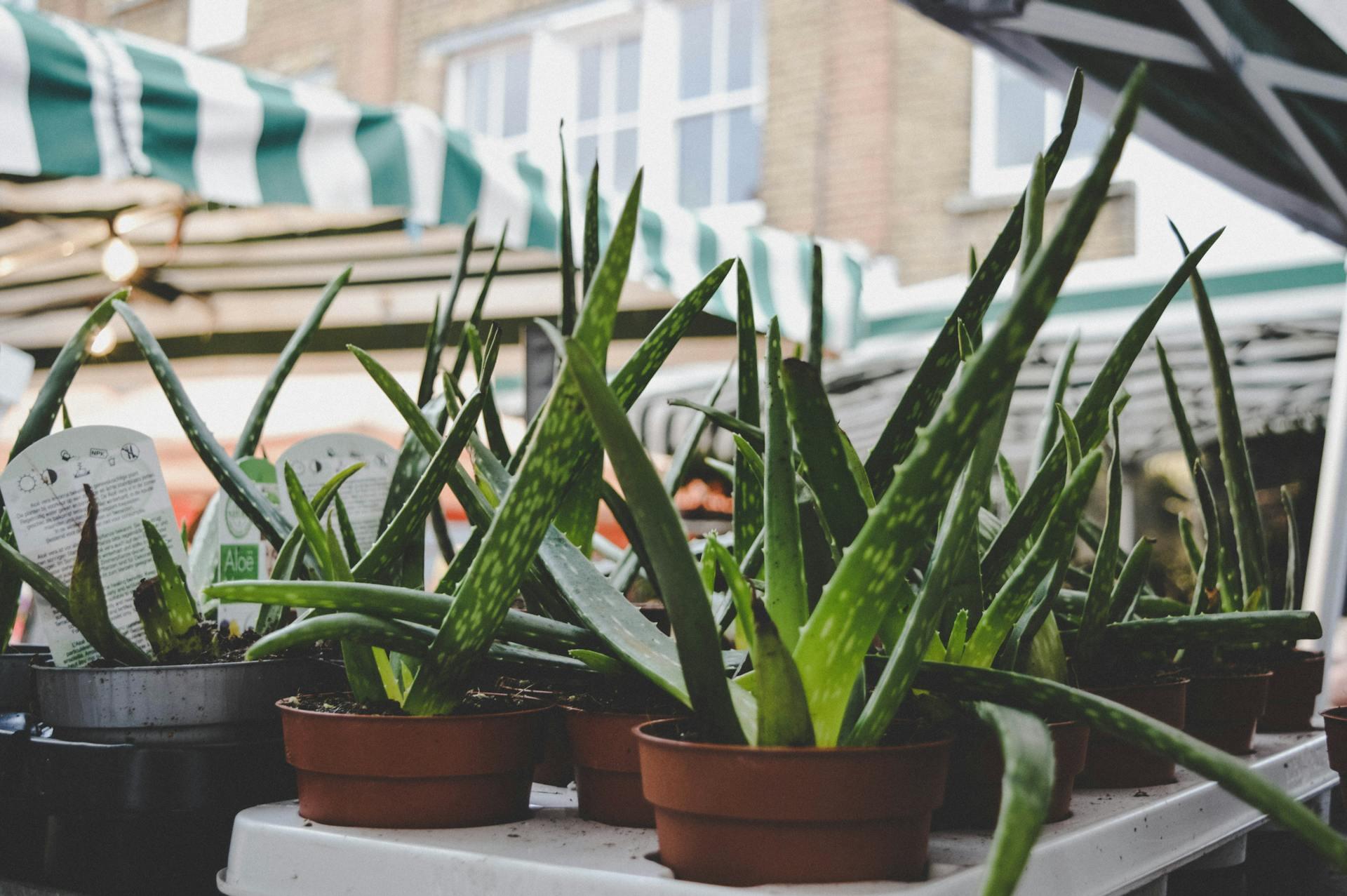 aloe vera gastritis