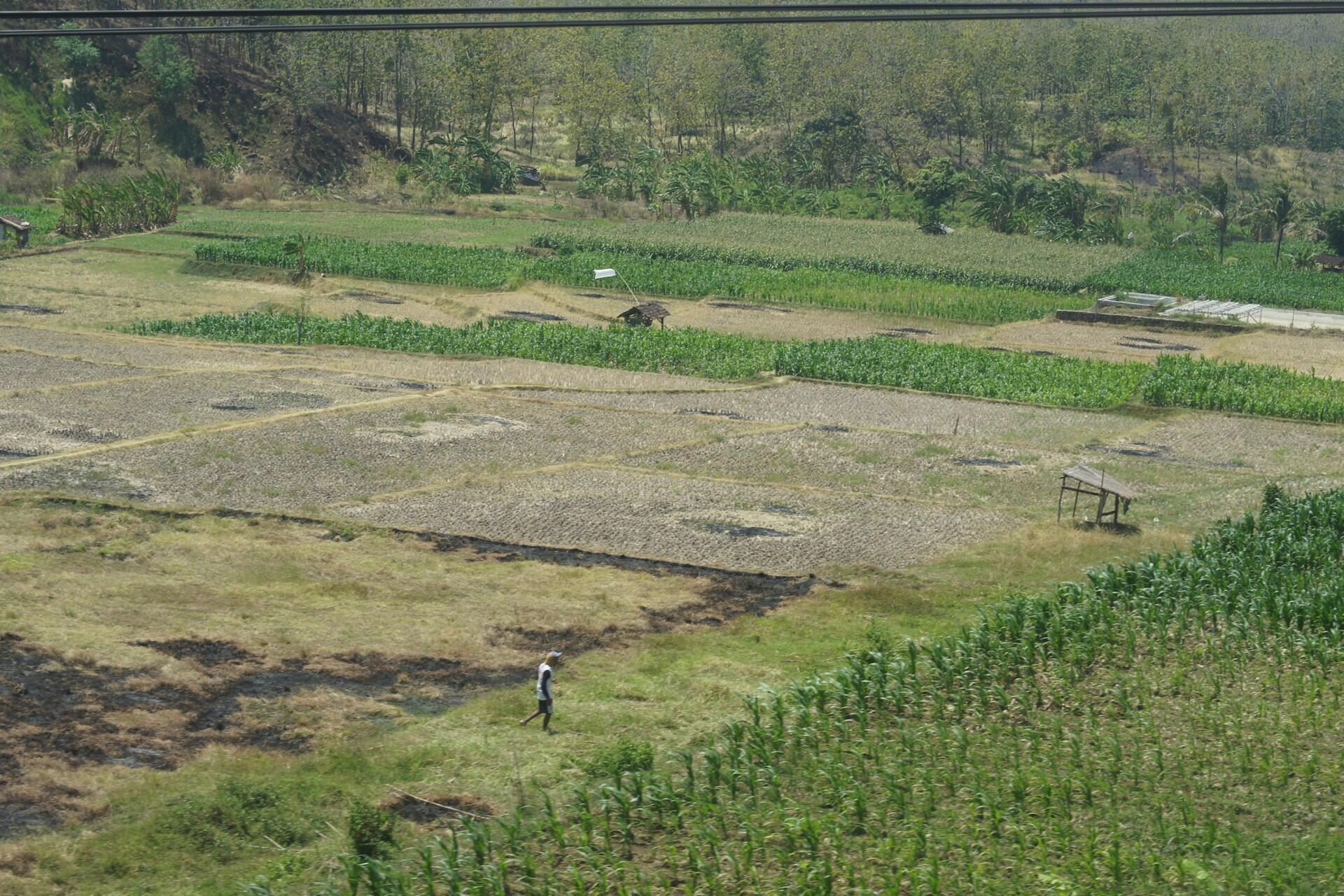agricultura en la prehistoria