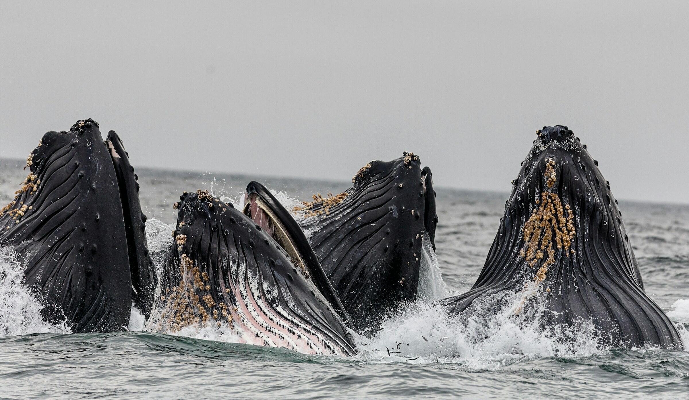Ballenas jorobadas