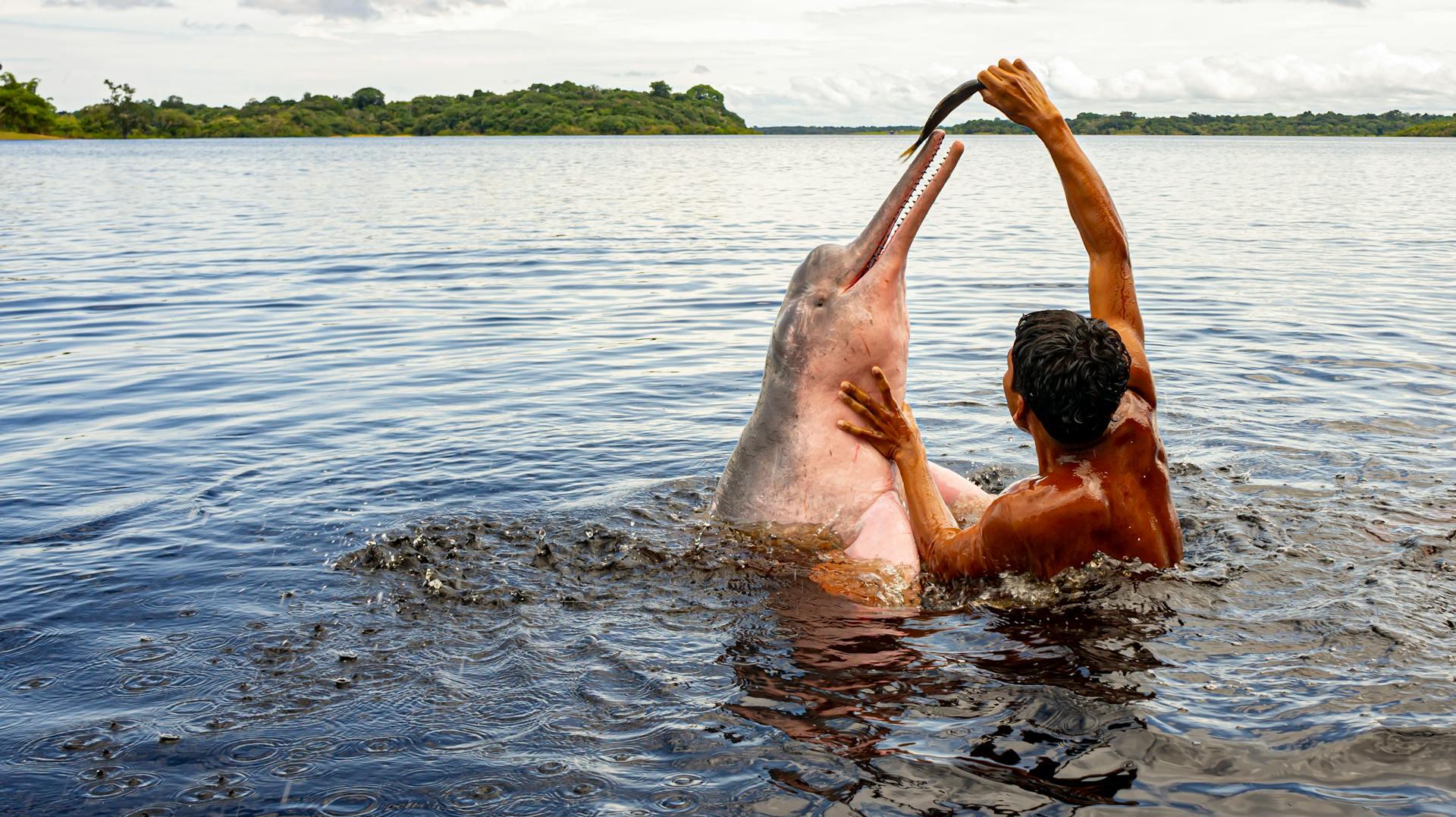 Hombre alimentando a un delfín rosado en region amazonia colombia