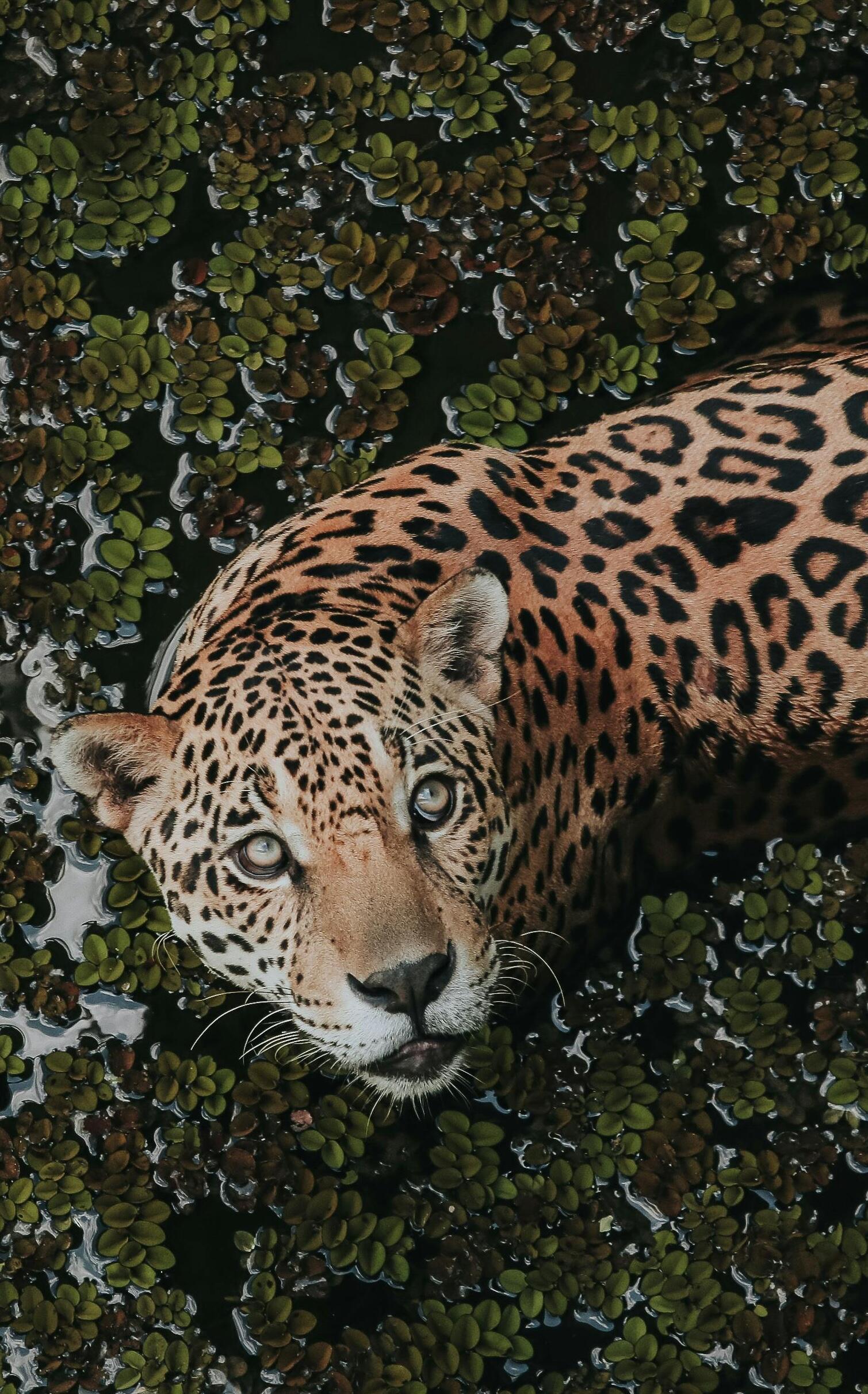 La fauna amazónica es igualmente impresionante
