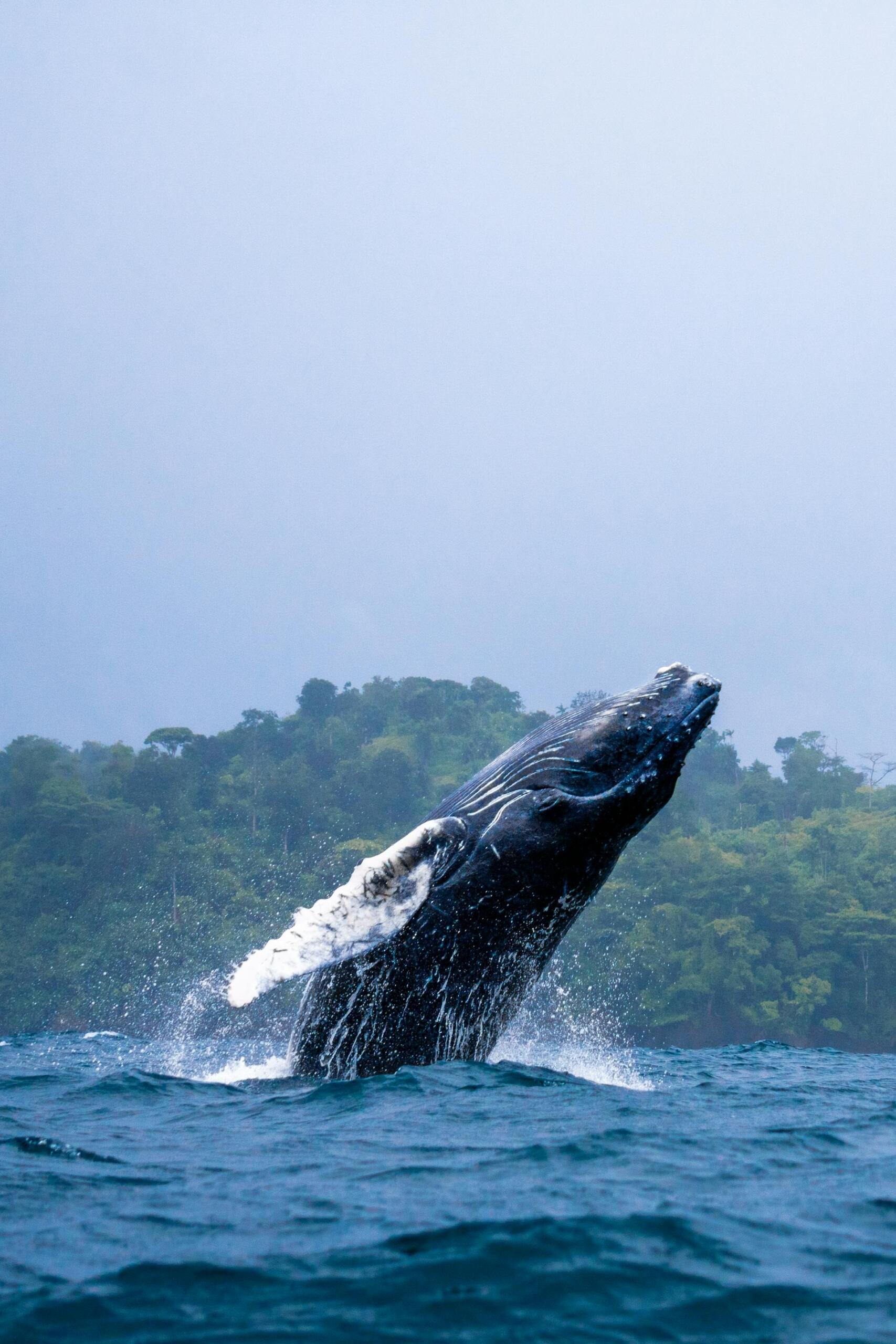 Mecana, Chocó, Colombia