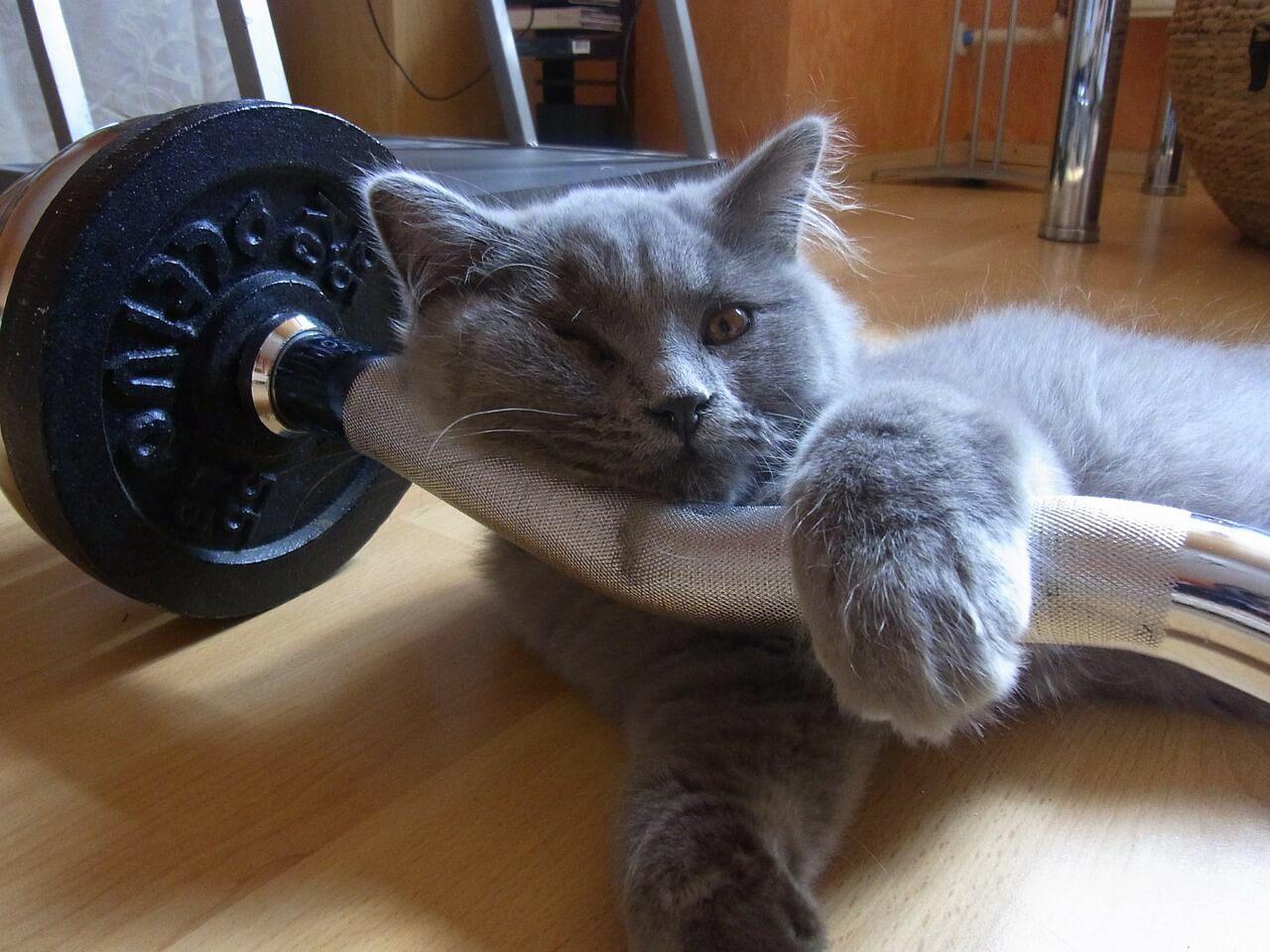 Gato recostado en una barra de gimnasio