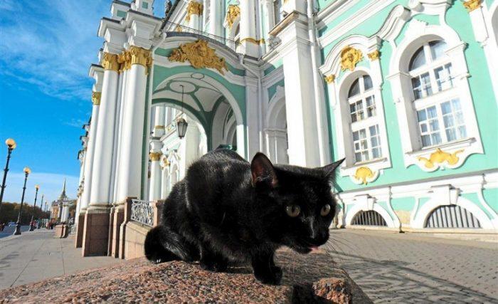 Los gatos del Hermitage son todo un atractivo
