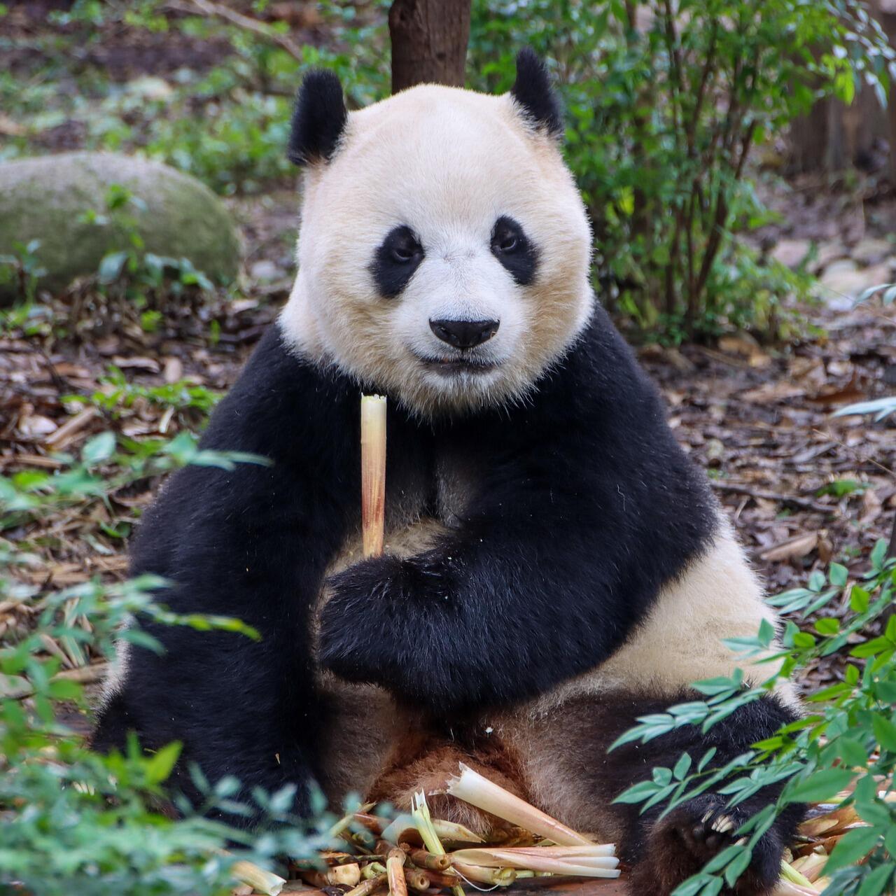 Panda gigante en Chengdu, ciudad importante de China por su cultura y biodiversidad