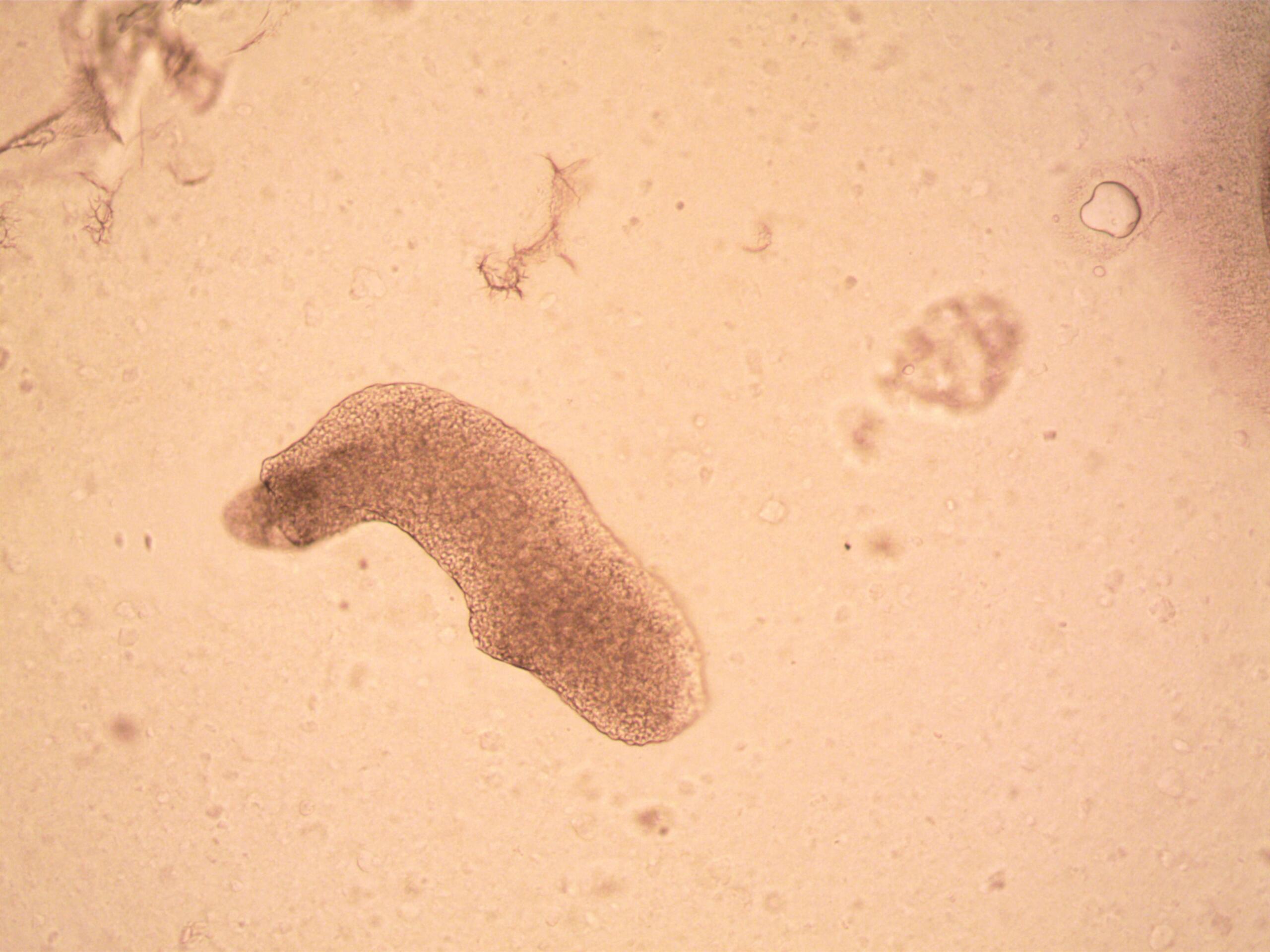 Los cinco reinos de la naturaleza