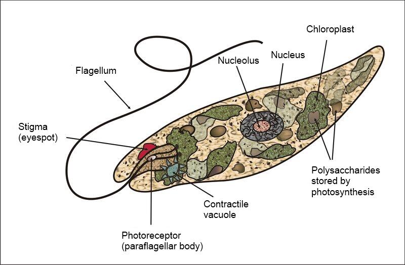 Dibujo educativo del reino protista: algas unicelulares fotosintéticas.
