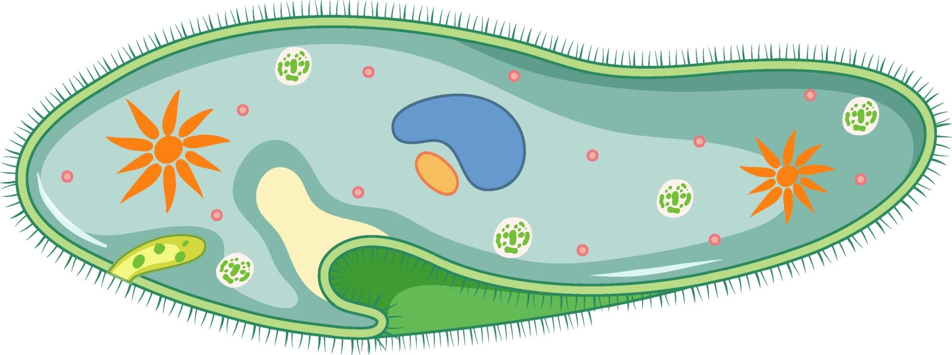 Ilustración del Paramecio, protista ciliado del reino Protista.