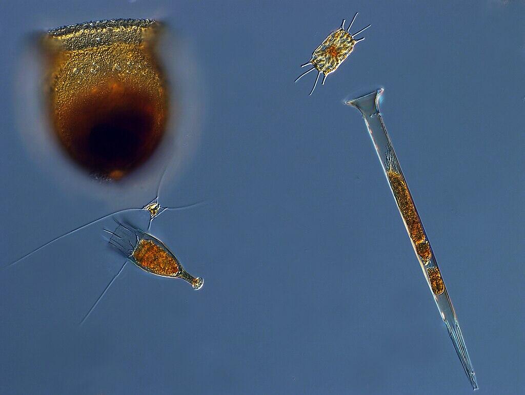 Protistas planctónicos del reino Protista: diversidad de diatomeas y ciliados en microfotografía