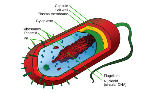 El Reino Monera: bacterias, cianobacterias y su importancia en la Tierra