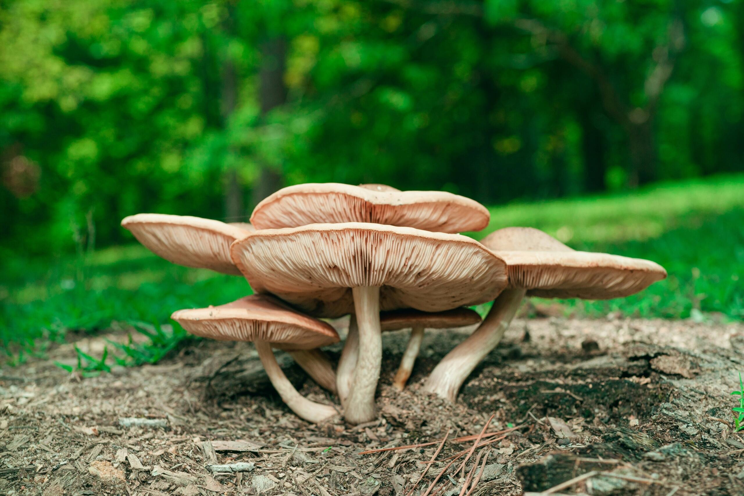 Reino Fungi: los grandes recicladores de la naturaleza