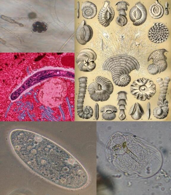 El Reino Protista: qué es, características y ejemplos