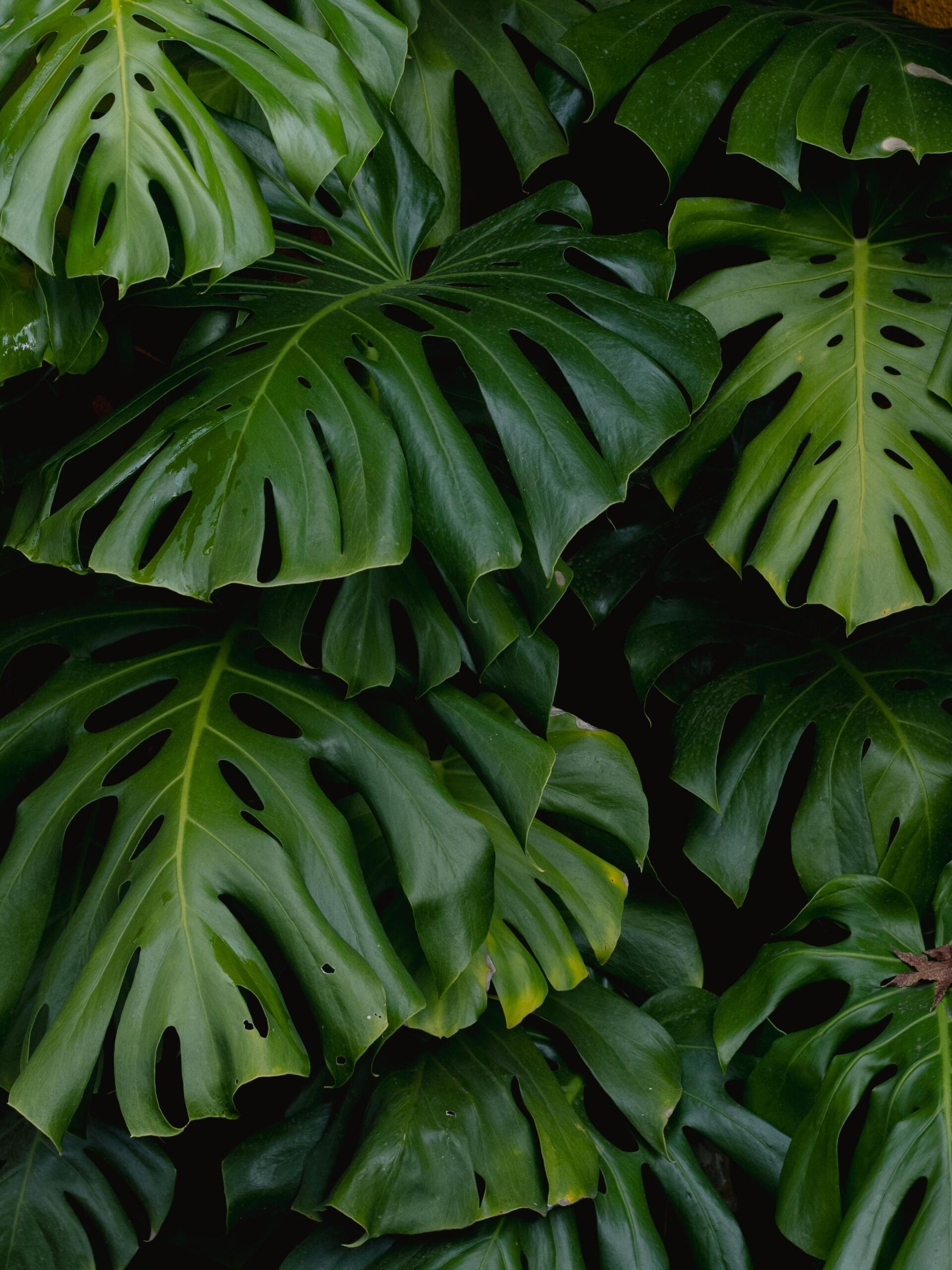 El Reino Vegetal: características, ejemplos e importancia