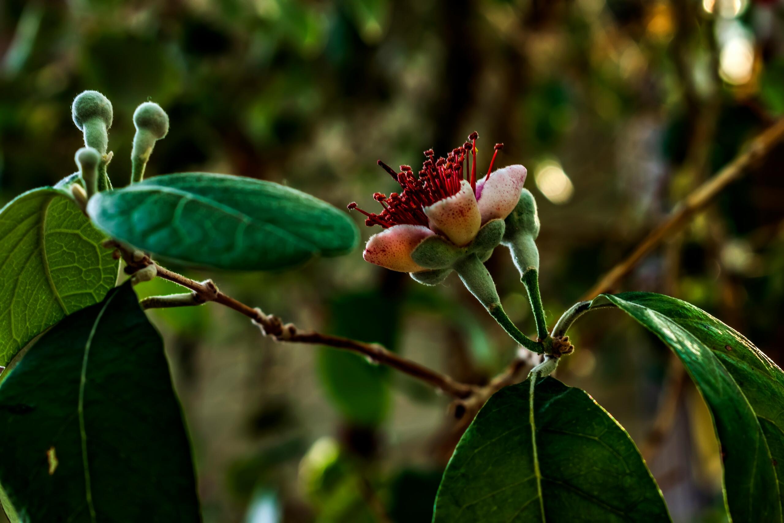 El Reino Vegetal y sus ejemplos más importantes