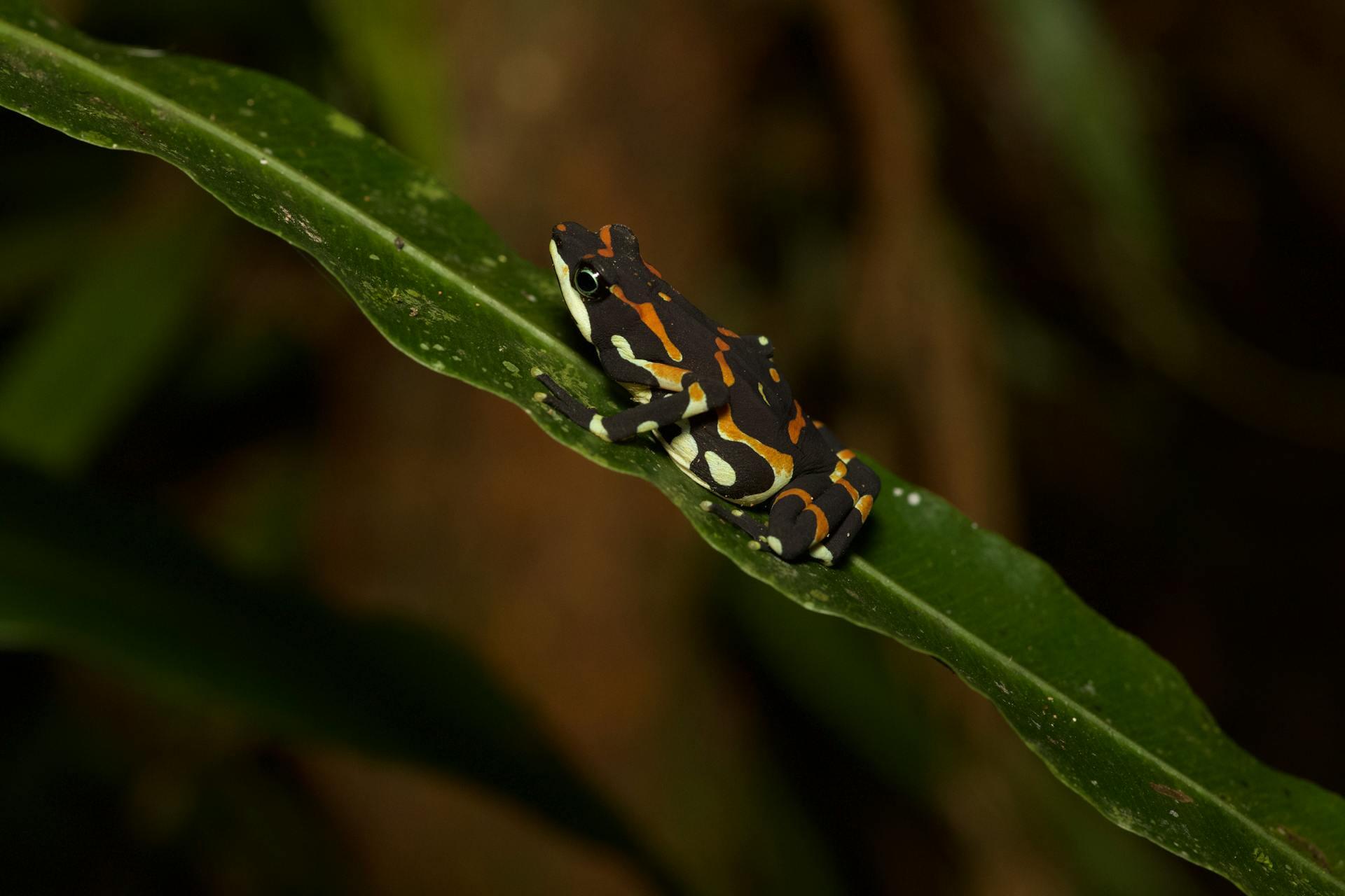 ranas arlequín (Atelopus spp)