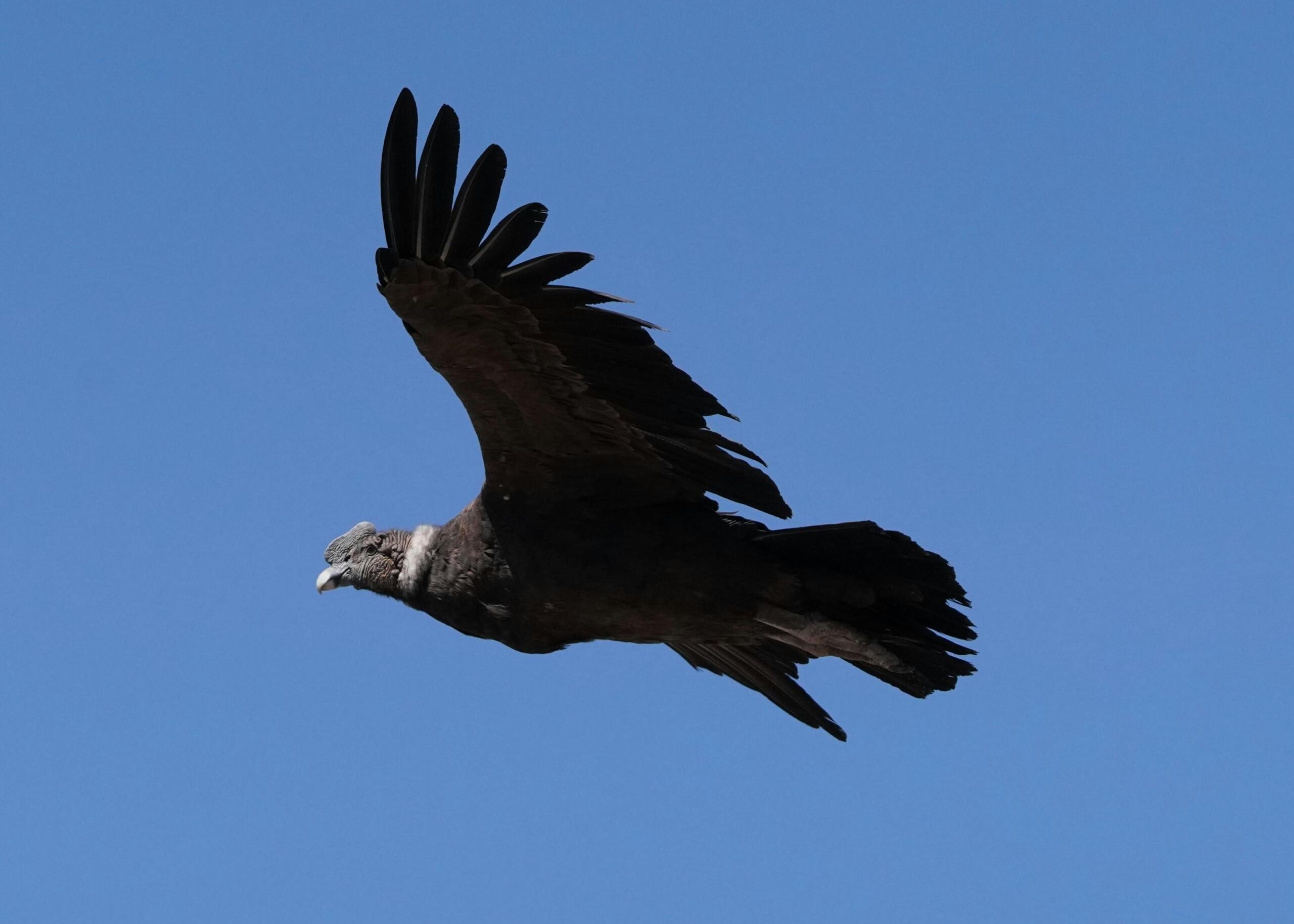 Cóndor de los Andes (Vultur gryphus