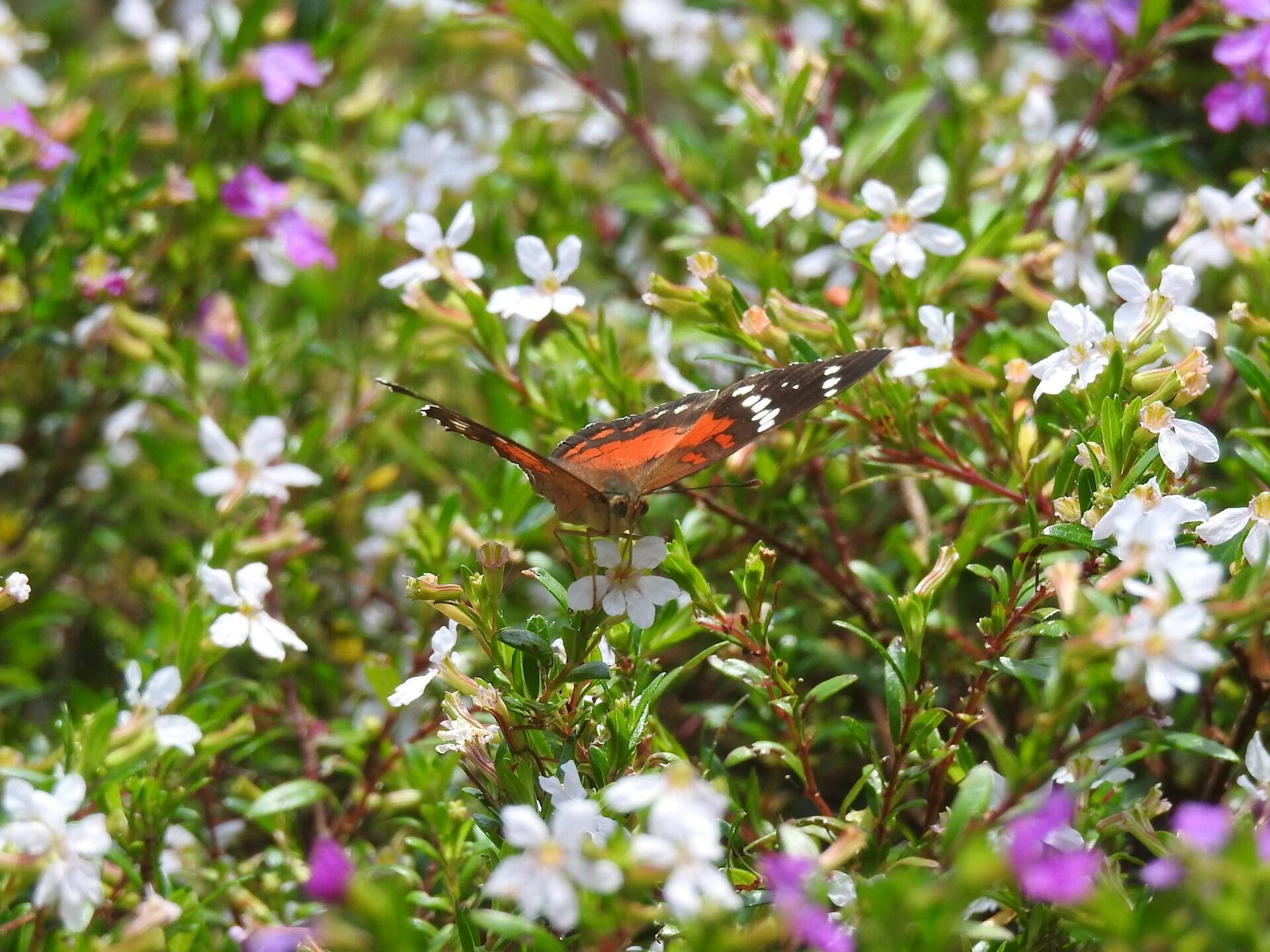 Biodiversidad de Colombia