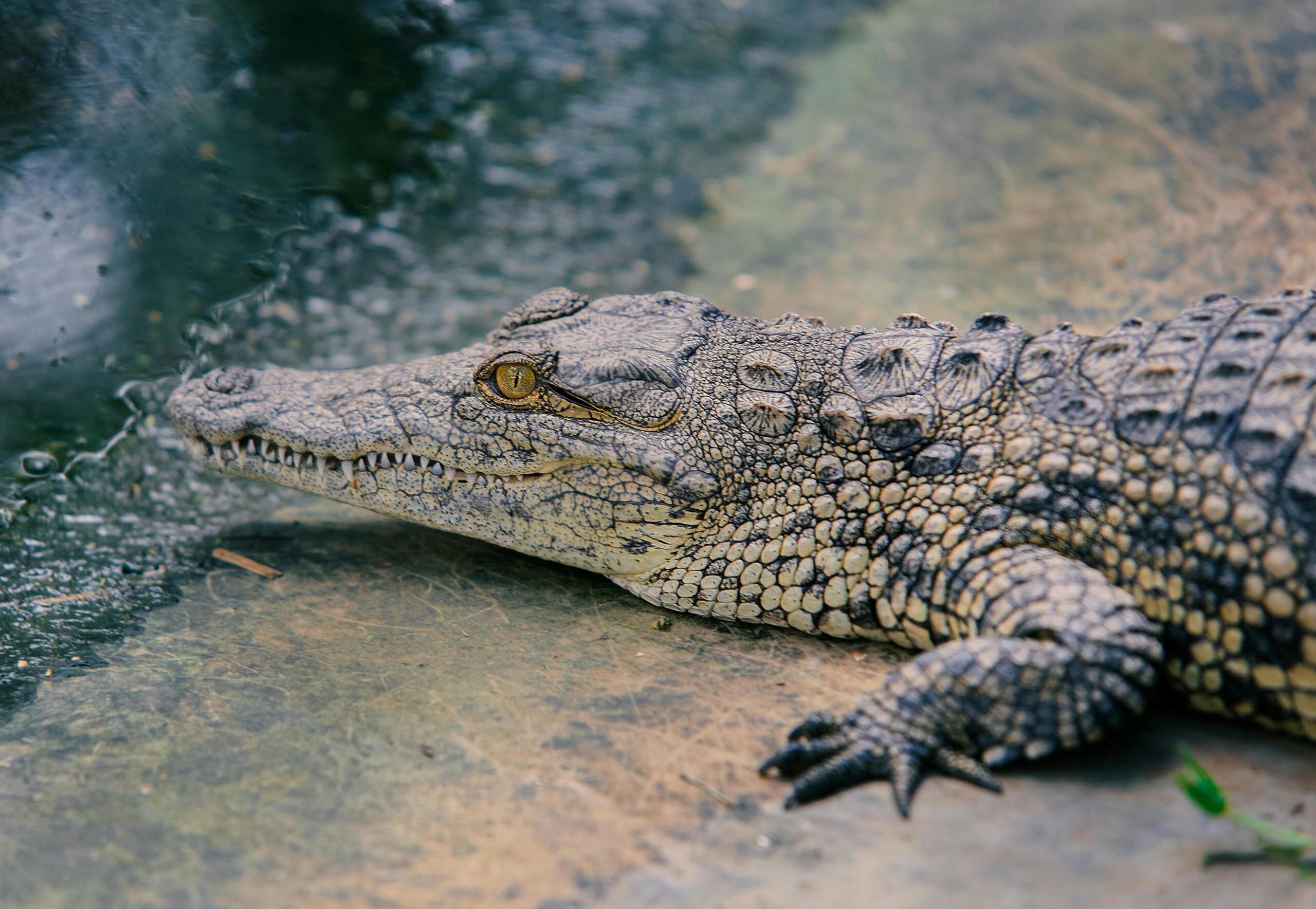 El Caimán del Orinoco (Crocodylus intermedius)