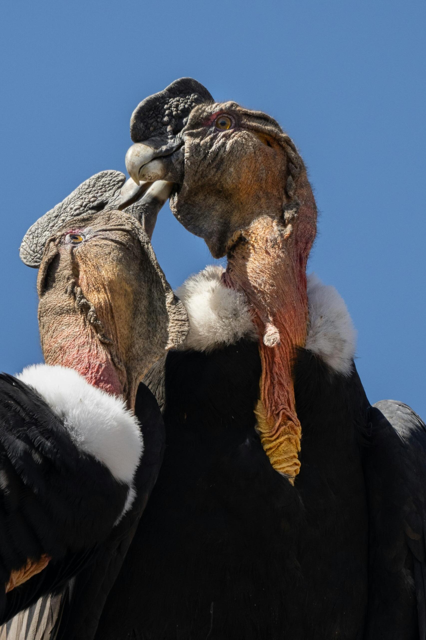 Cóndor de los Andes - Vultur gryphus